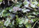 : Marchantia polymorpha.