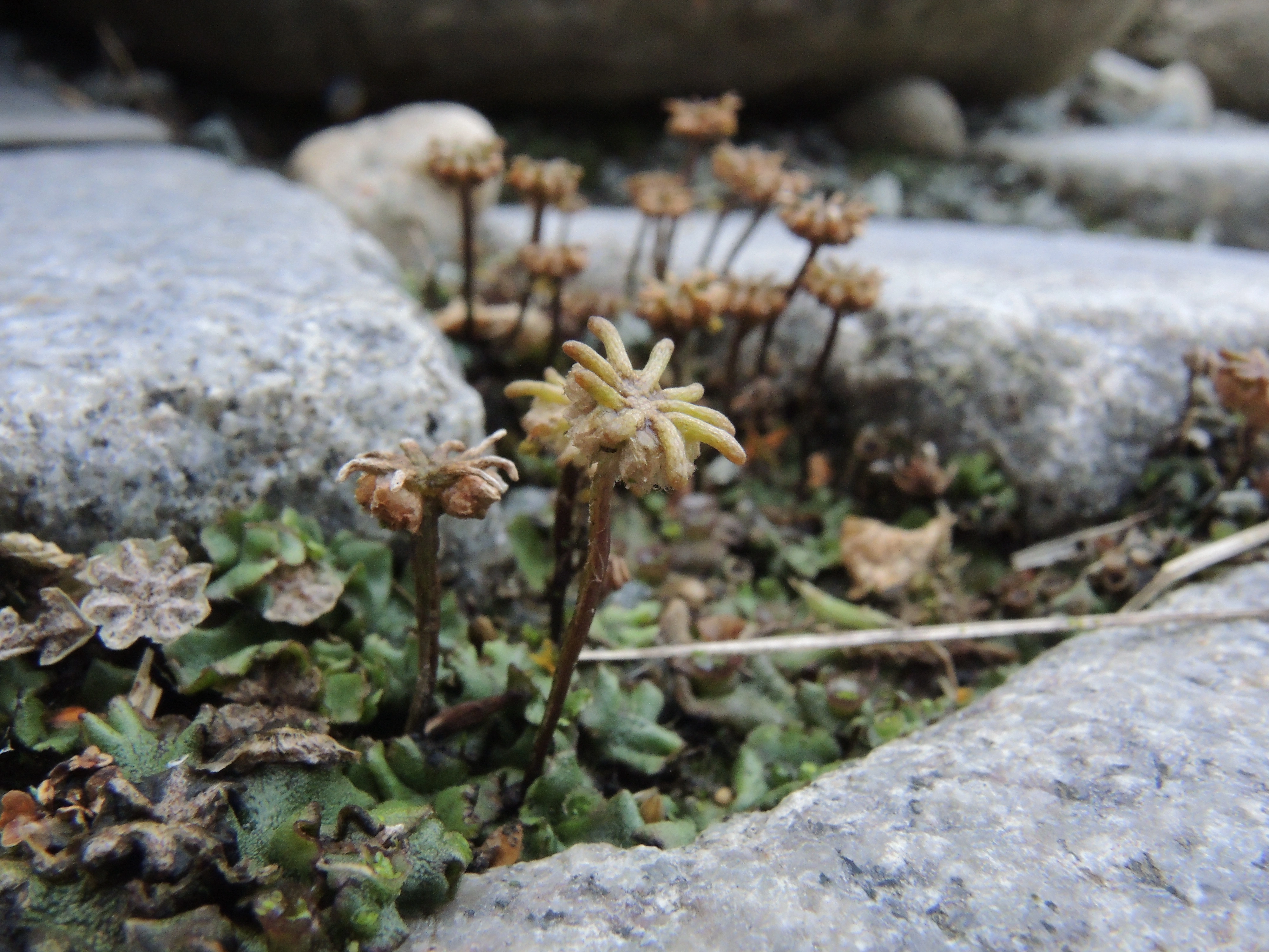 : Marchantia polymorpha ruderalis.