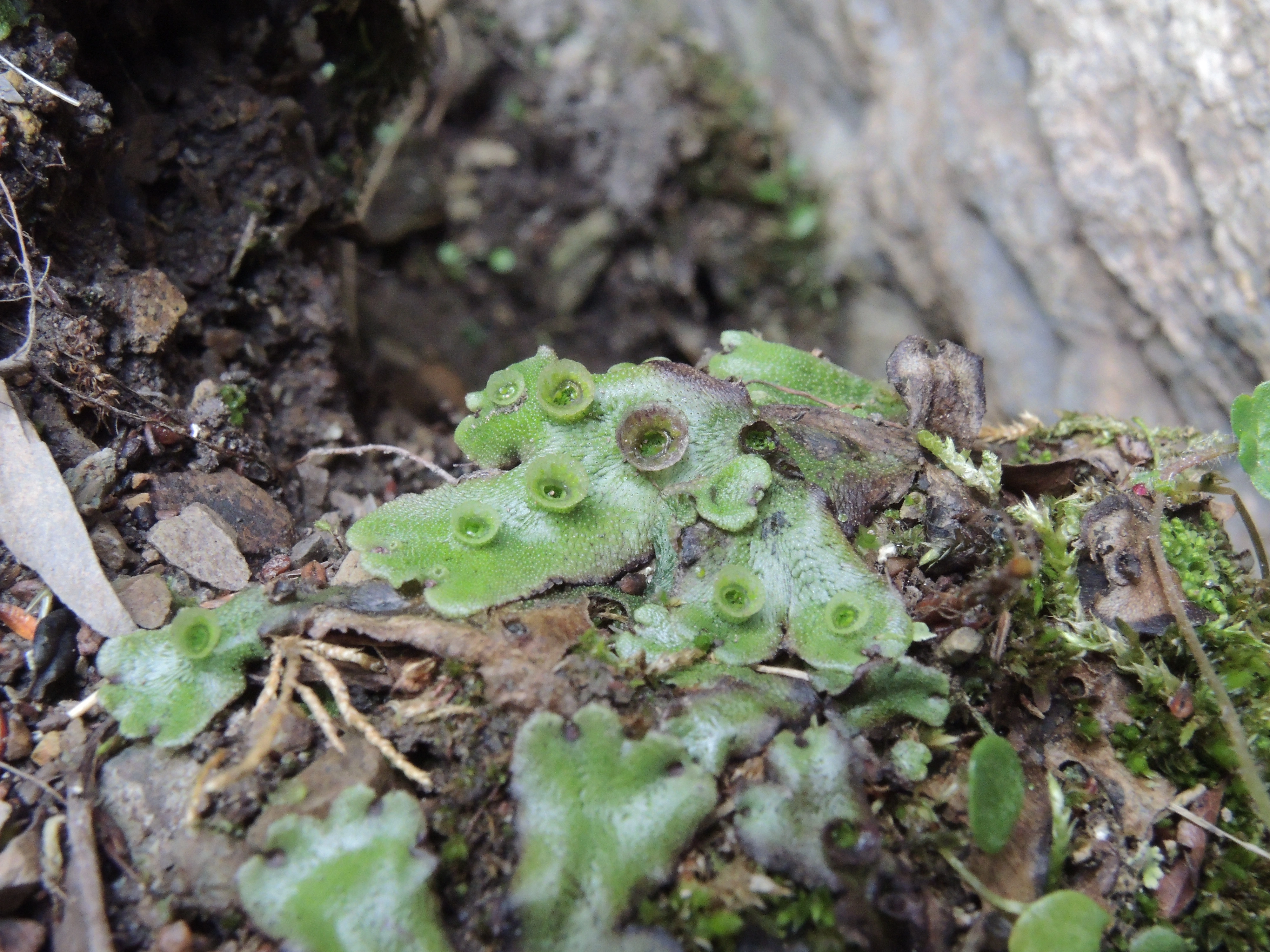 : Marchantia polymorpha montivagans.