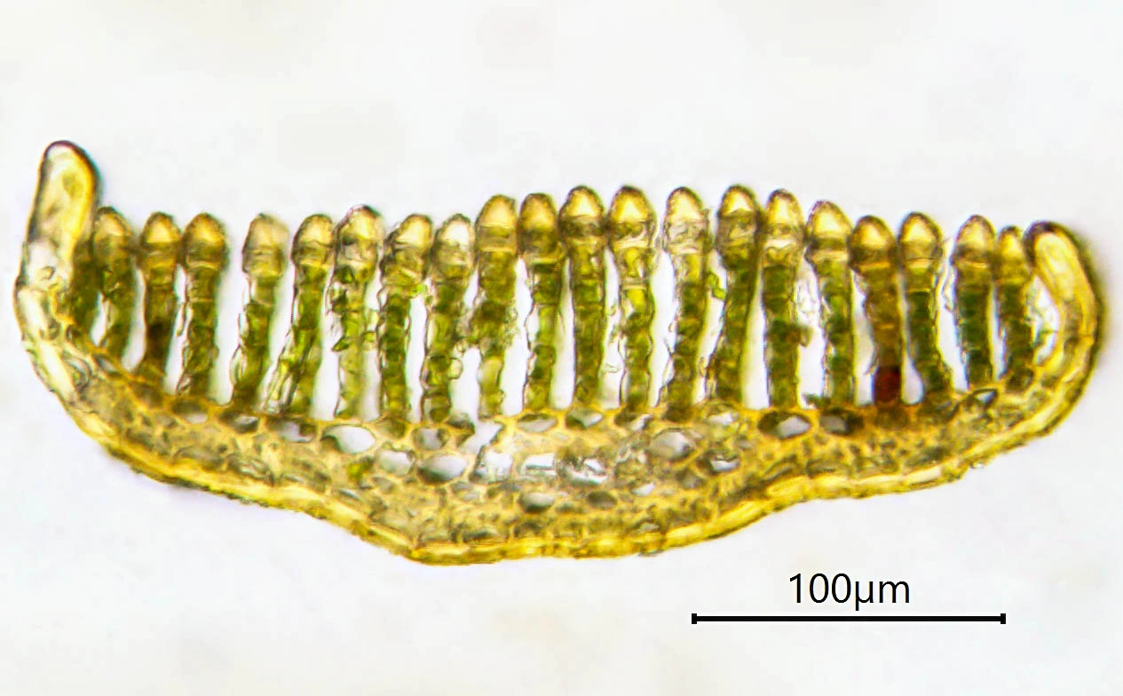 : Polytrichastrum alpinum.