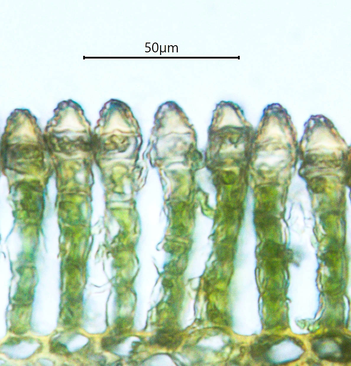 : Polytrichastrum alpinum.