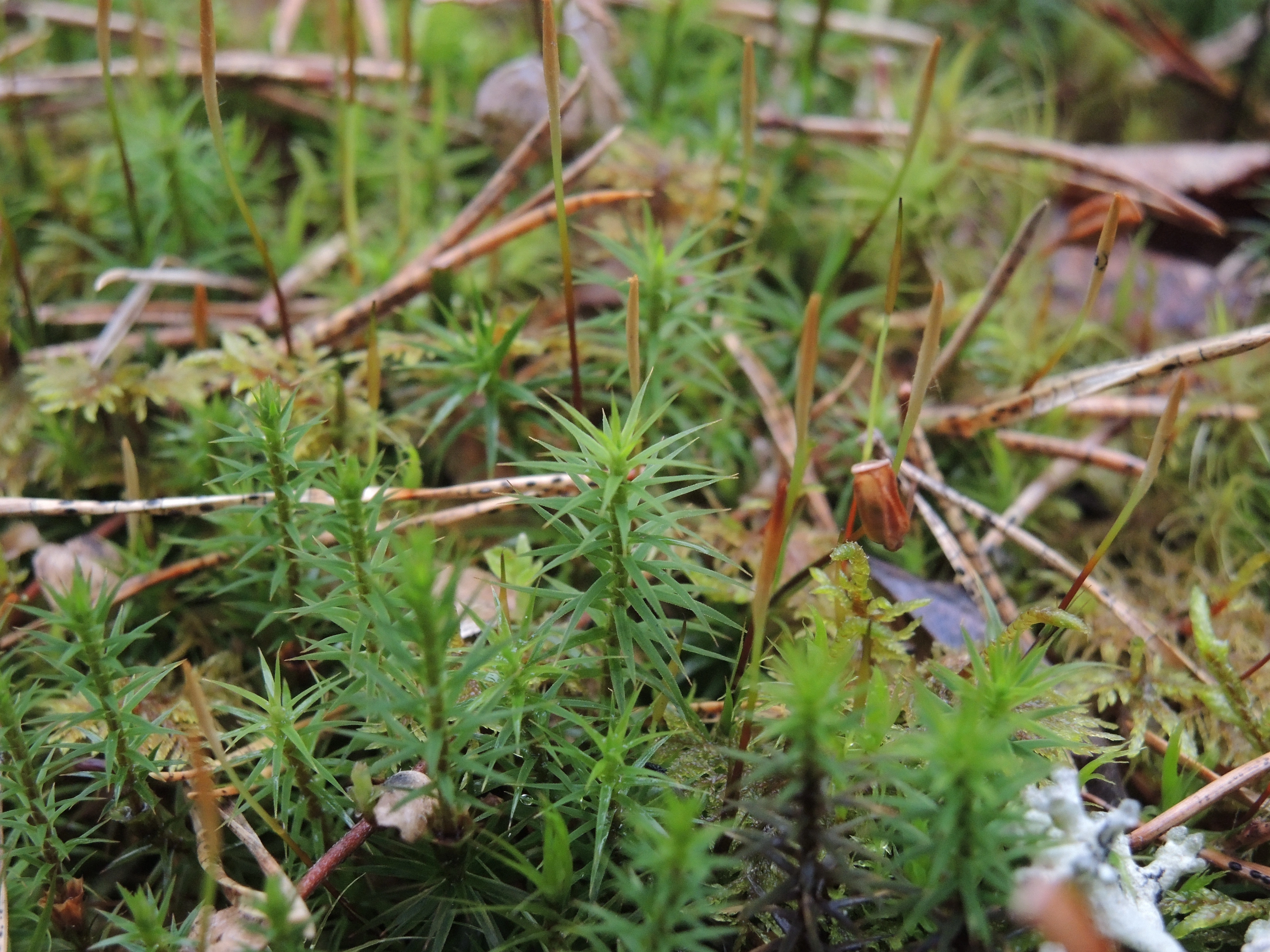 : Polytrichum formosum.