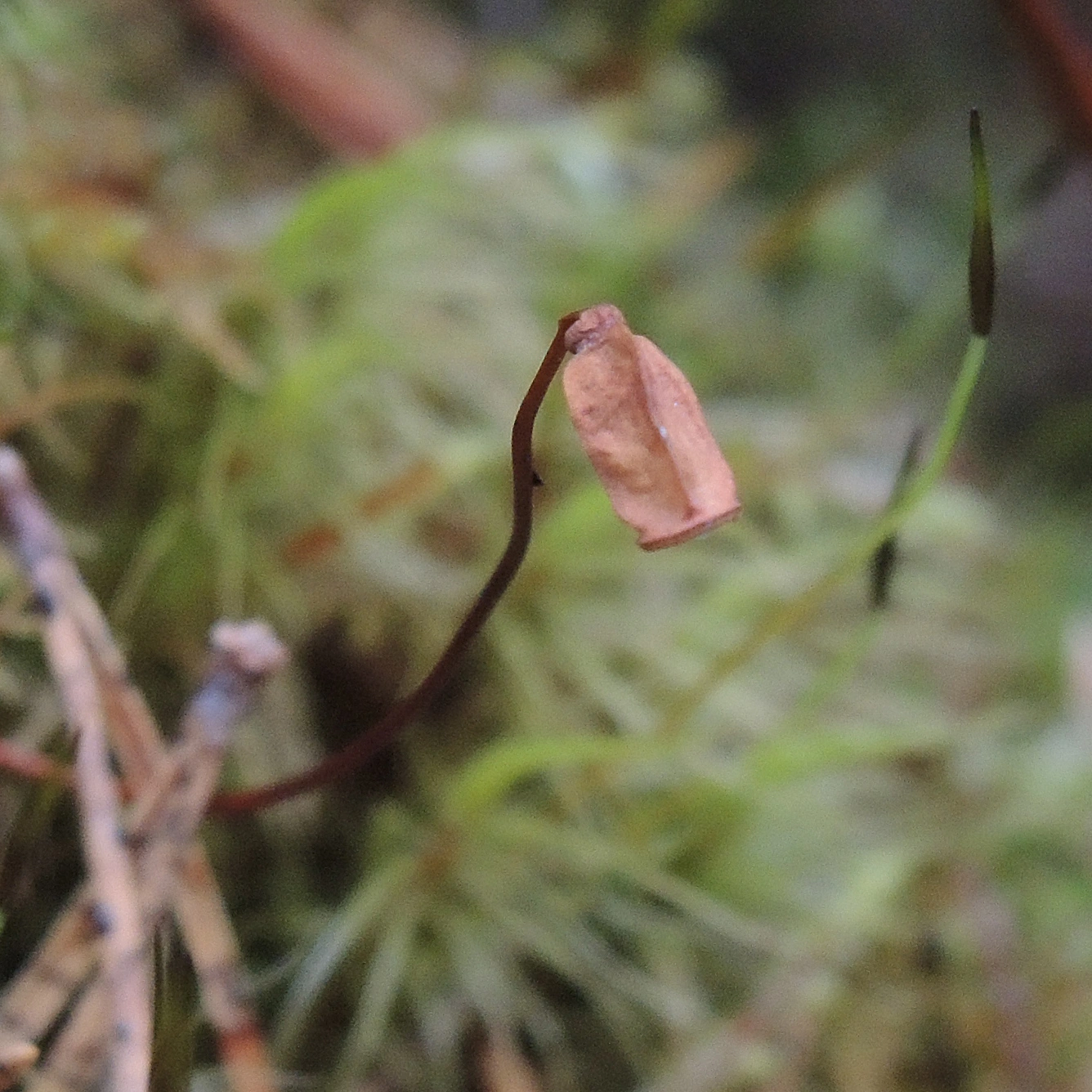 : Polytrichum formosum.