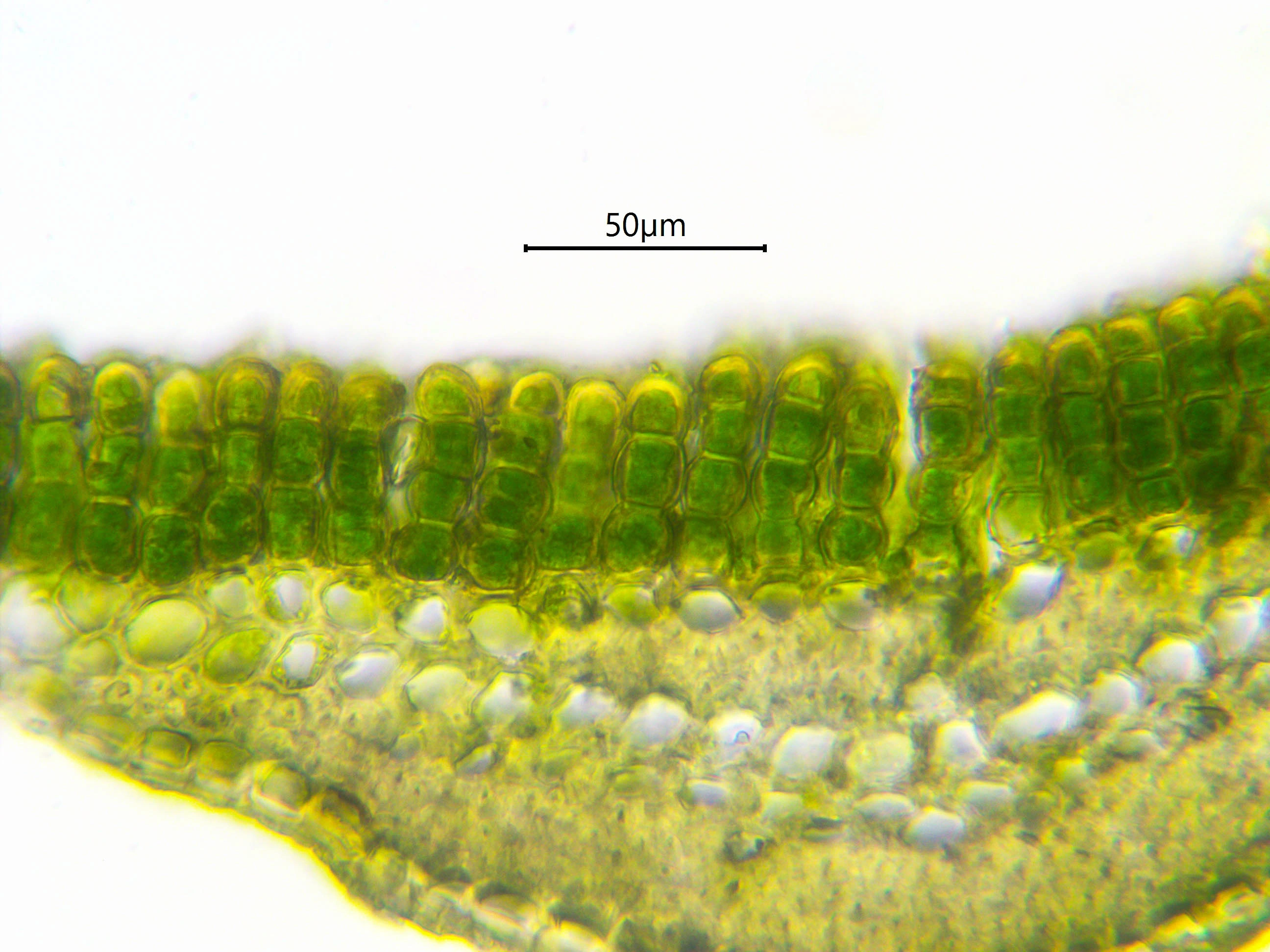 : Polytrichum formosum.