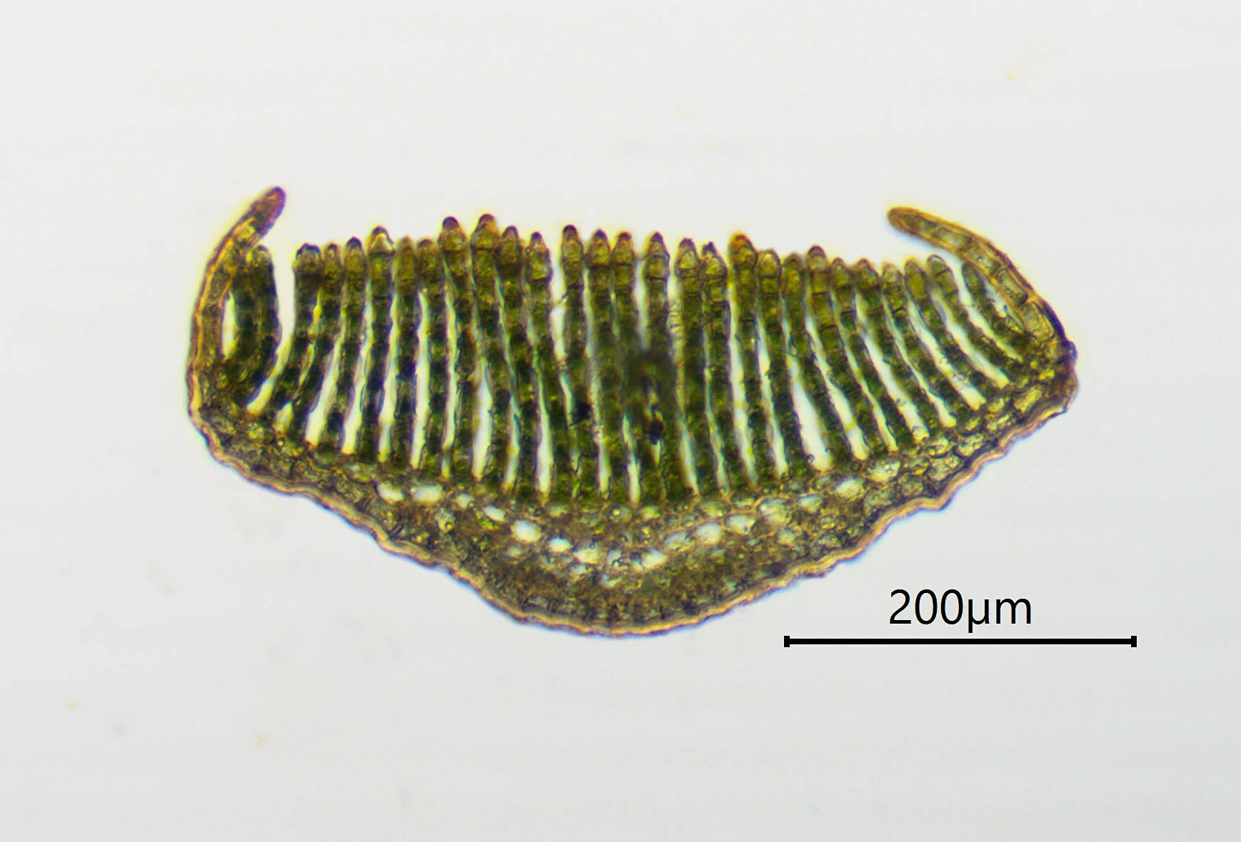 : Polytrichastrum sexangulare.