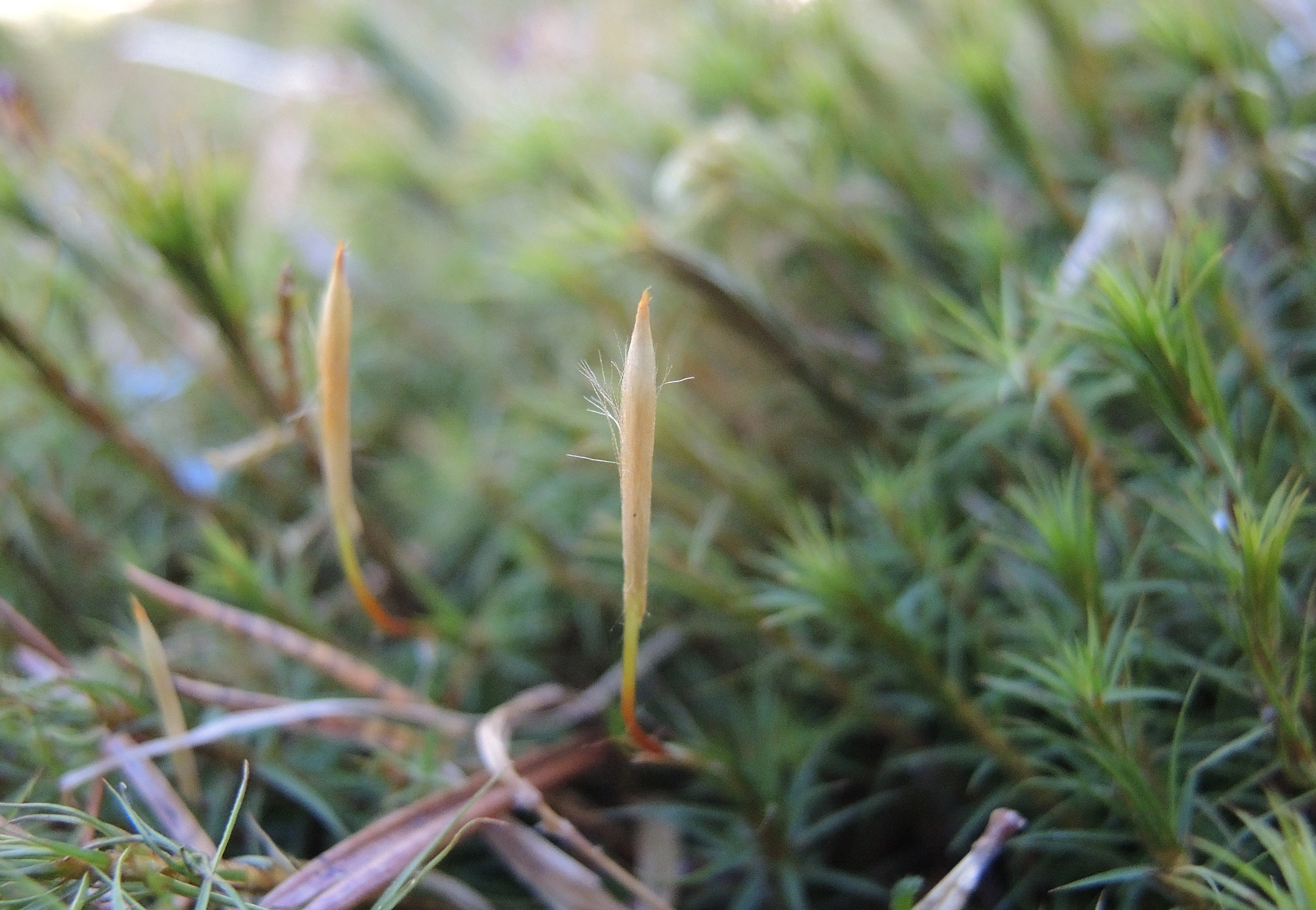 : Polytrichum commune.