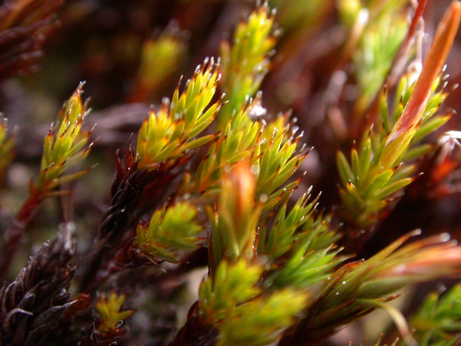 : Polytrichum hyperboreum.