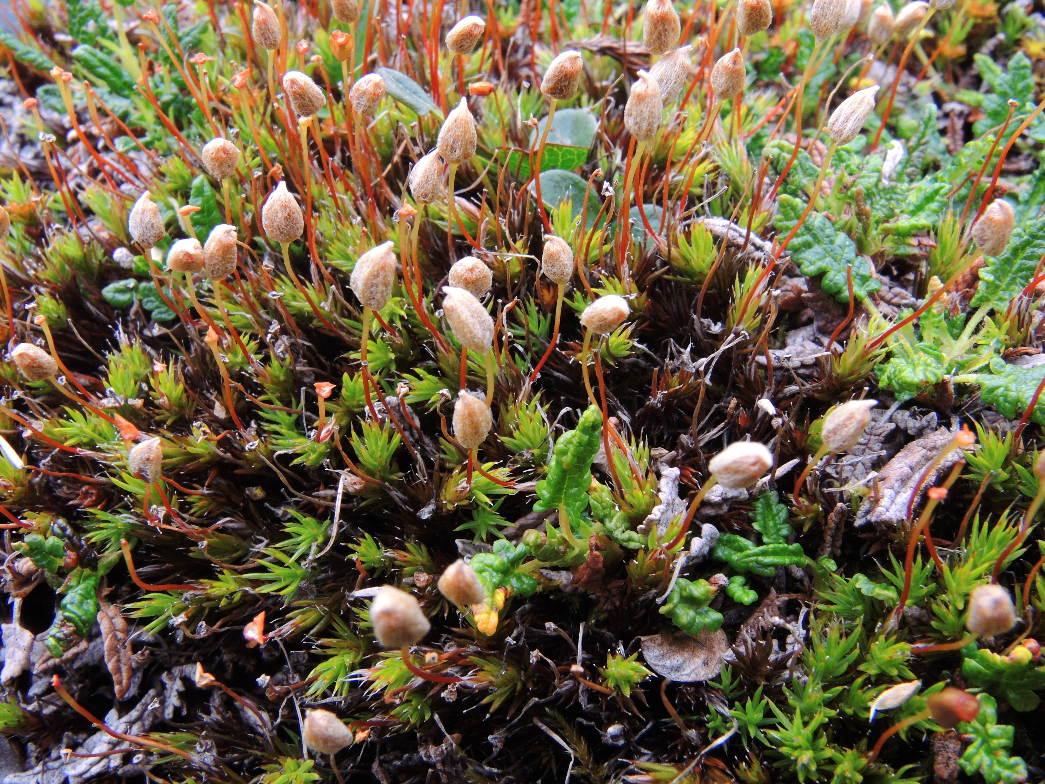 : Polytrichum hyperboreum.