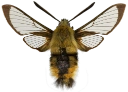 : Hemaris tityus.