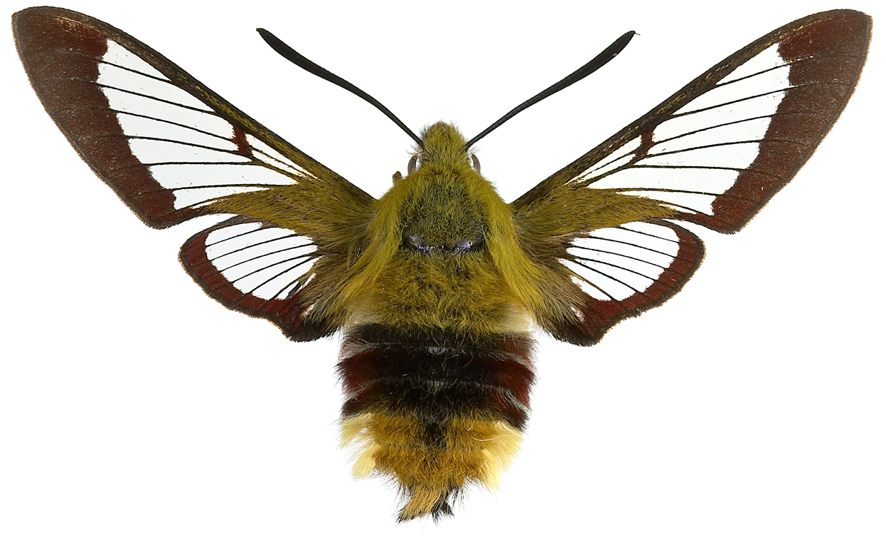 : Hemaris fuciformis.