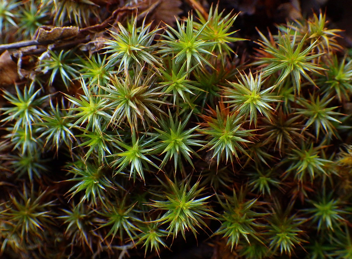 : Polytrichum juniperinum.