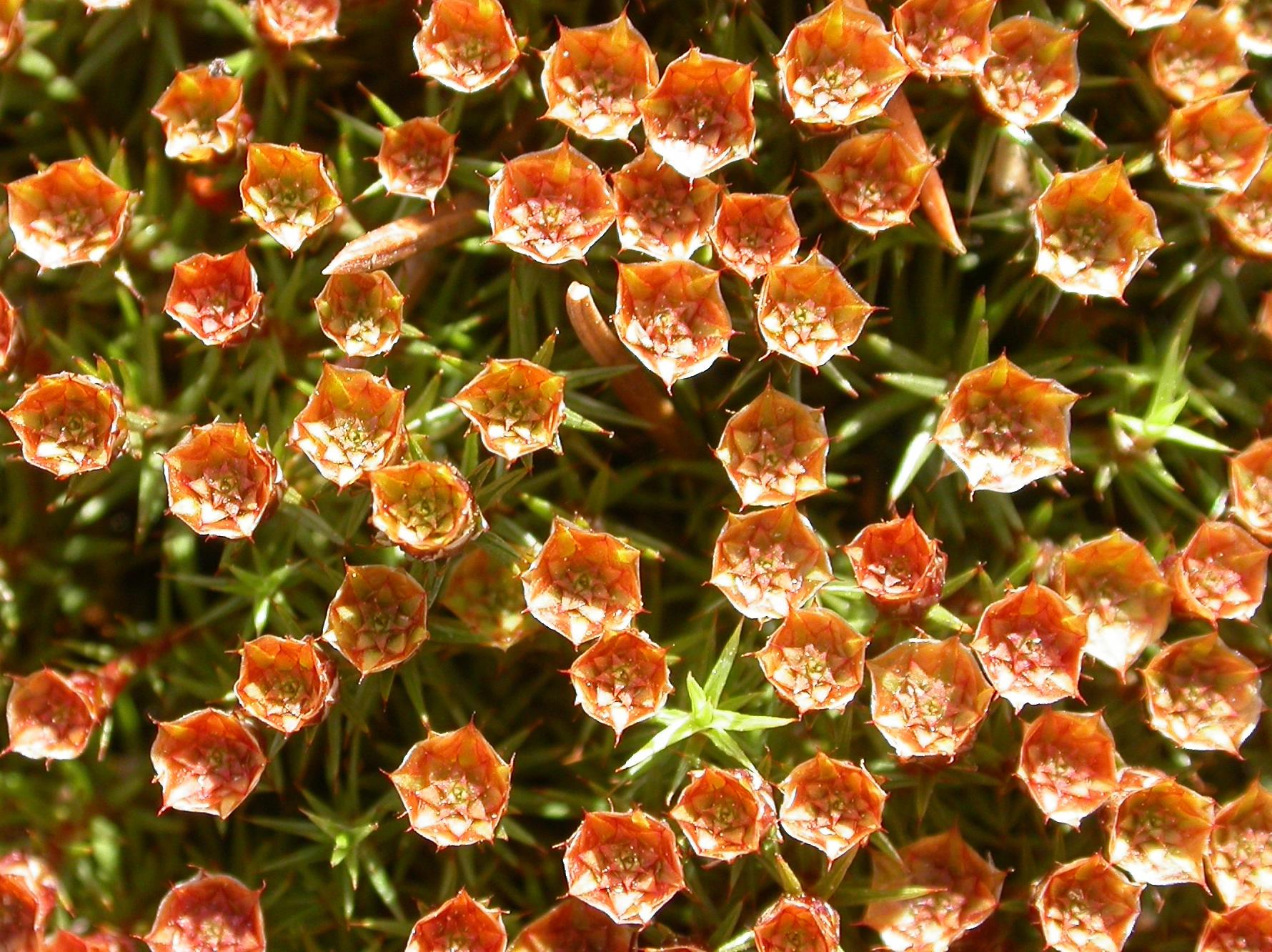 : Polytrichum juniperinum.