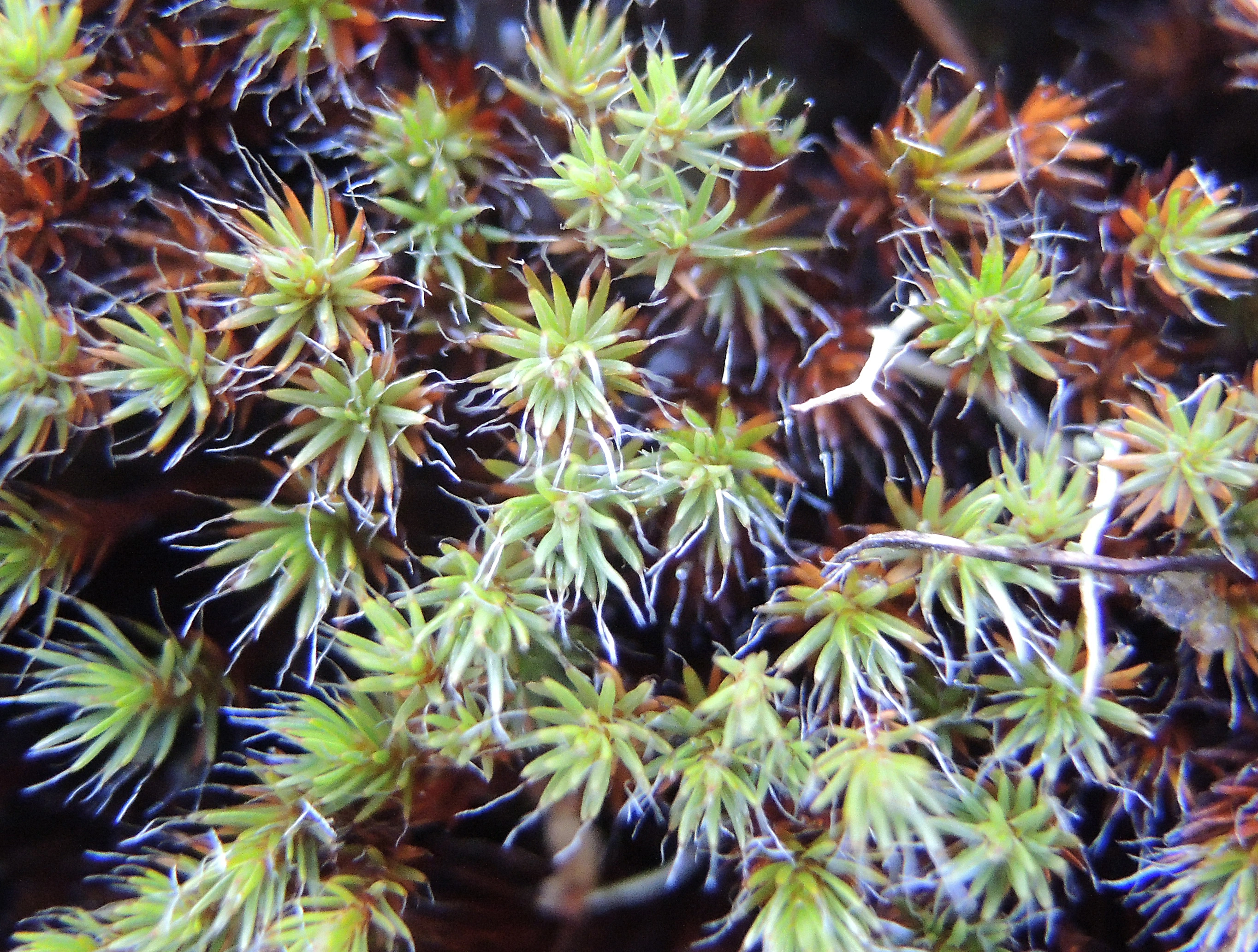 : Polytrichum piliferum.