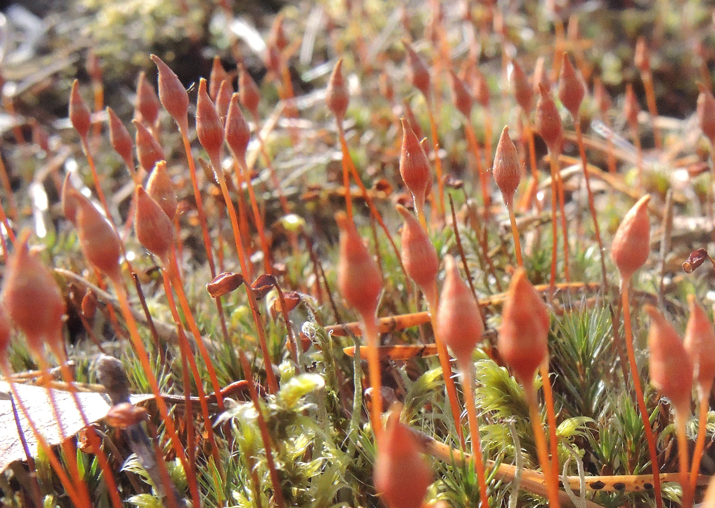 : Polytrichum piliferum.