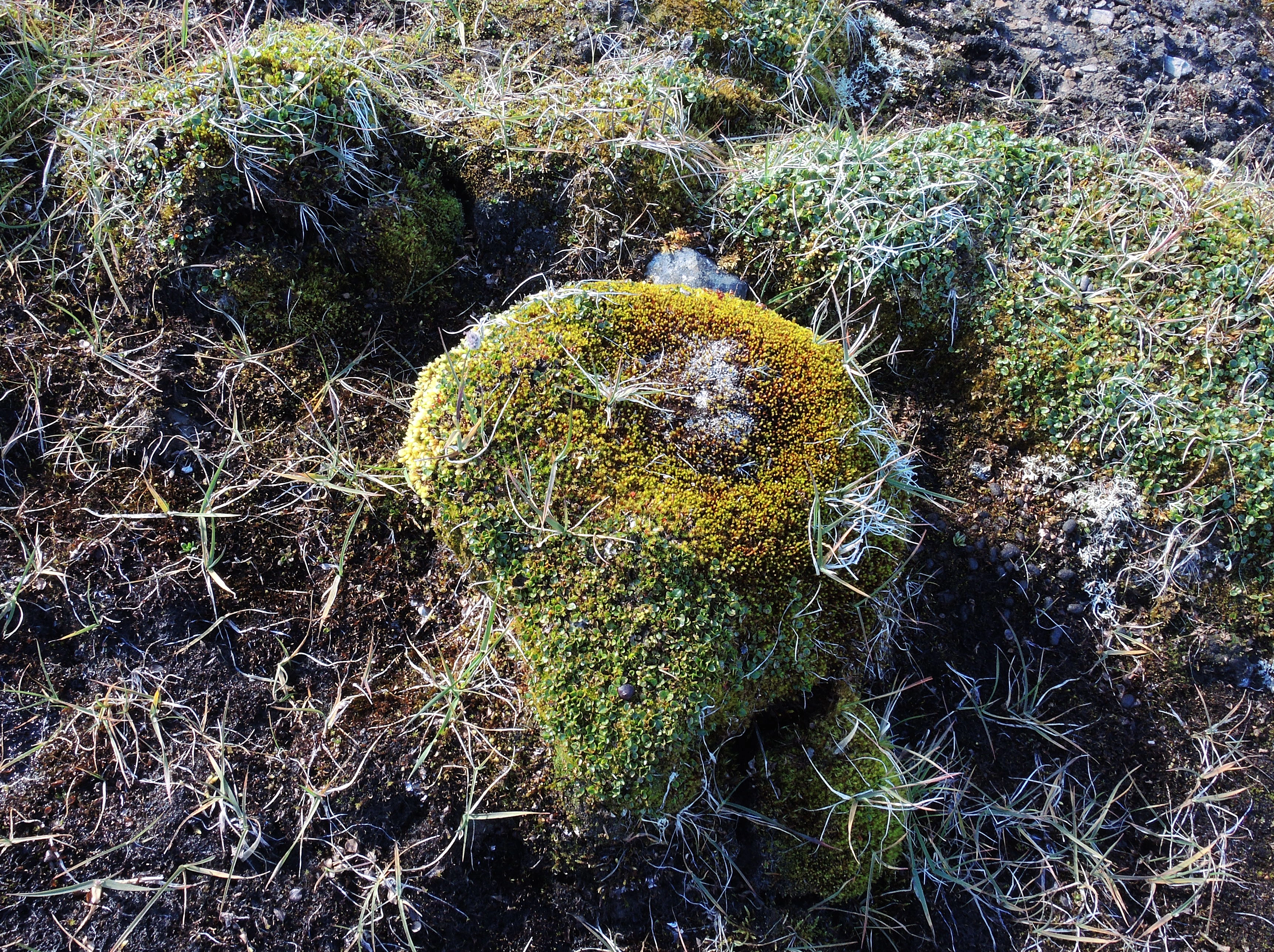 : Polytrichum strictum.