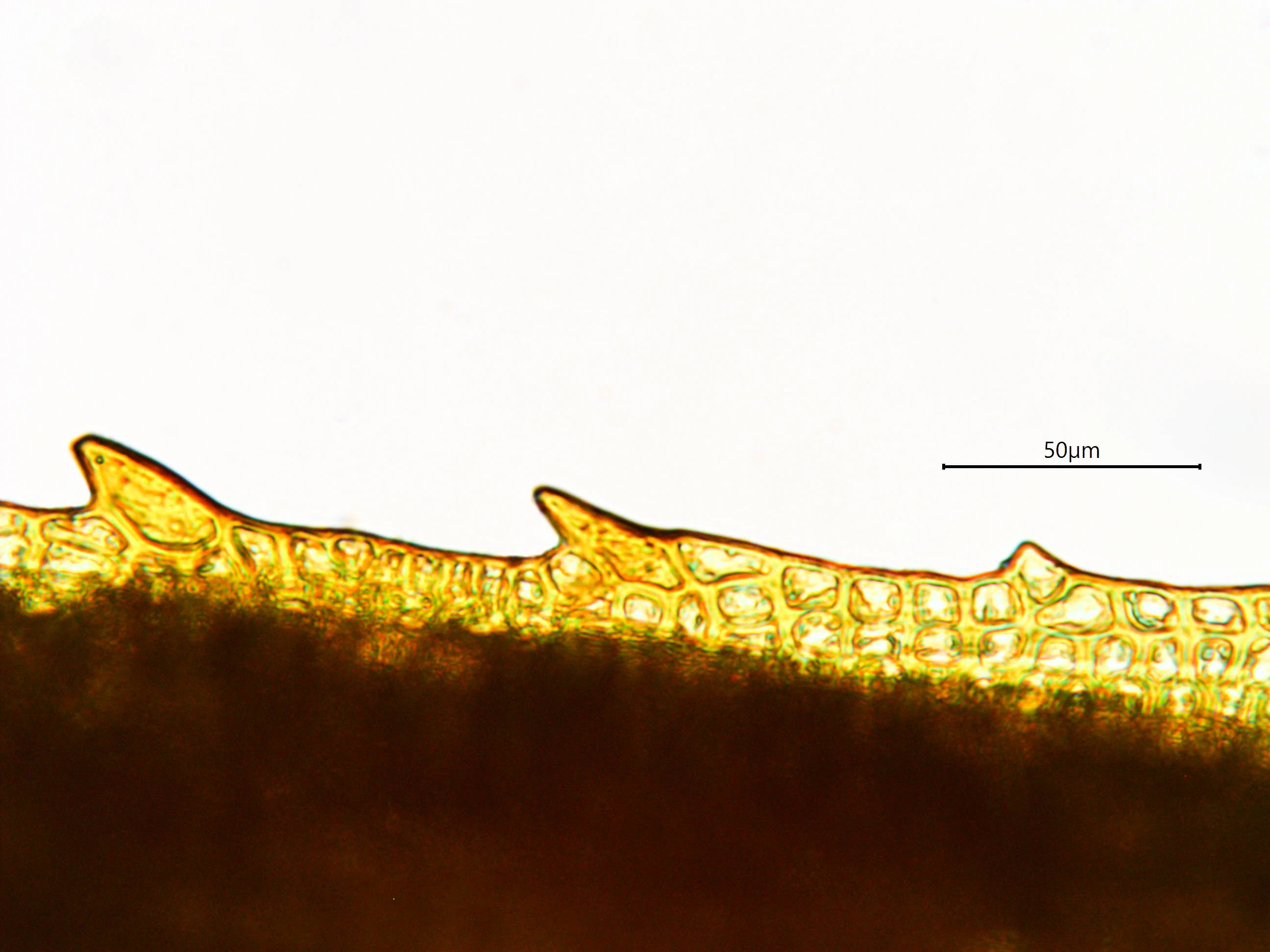 : Polytrichum swartzii.