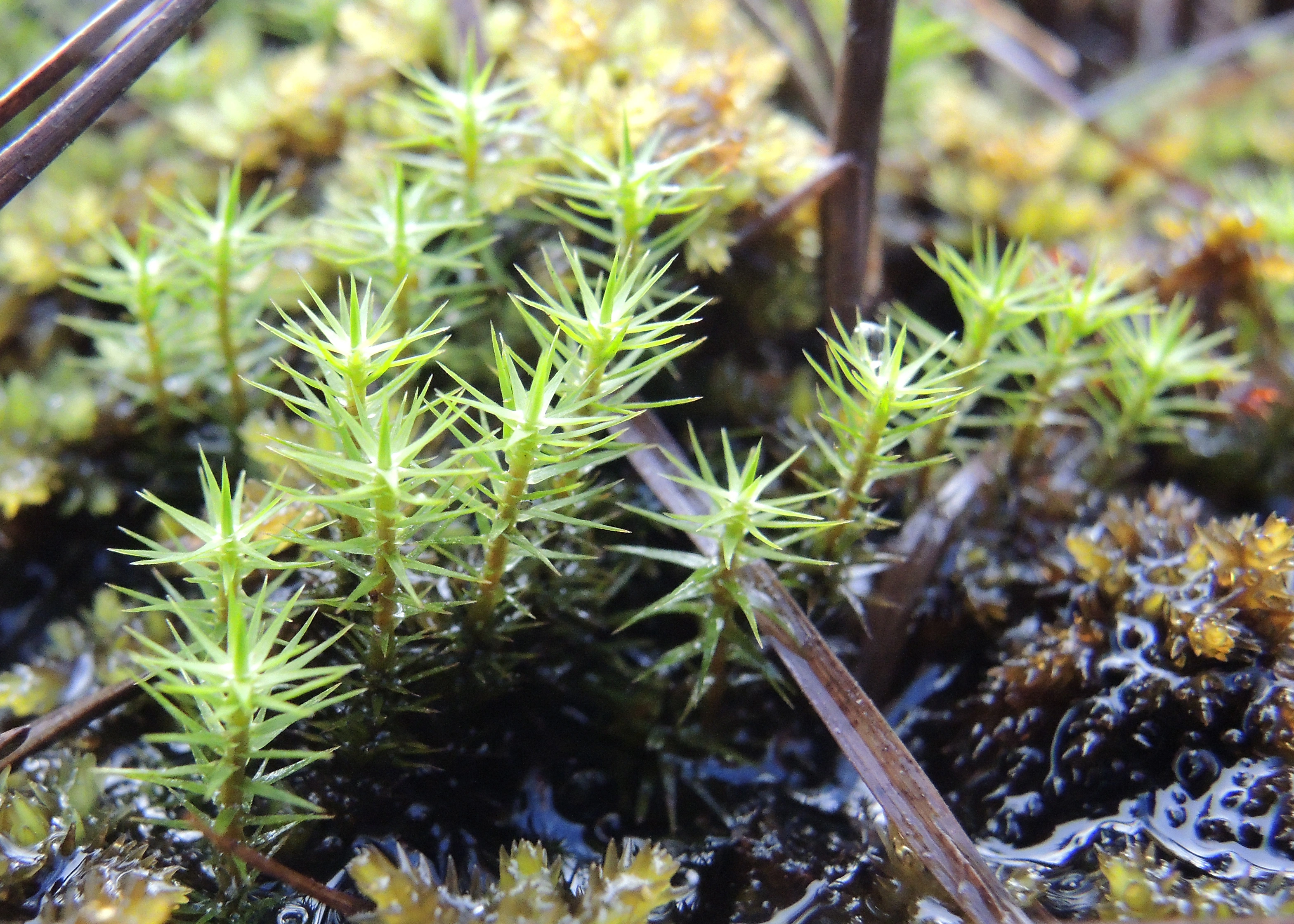 : Polytrichum swartzii.