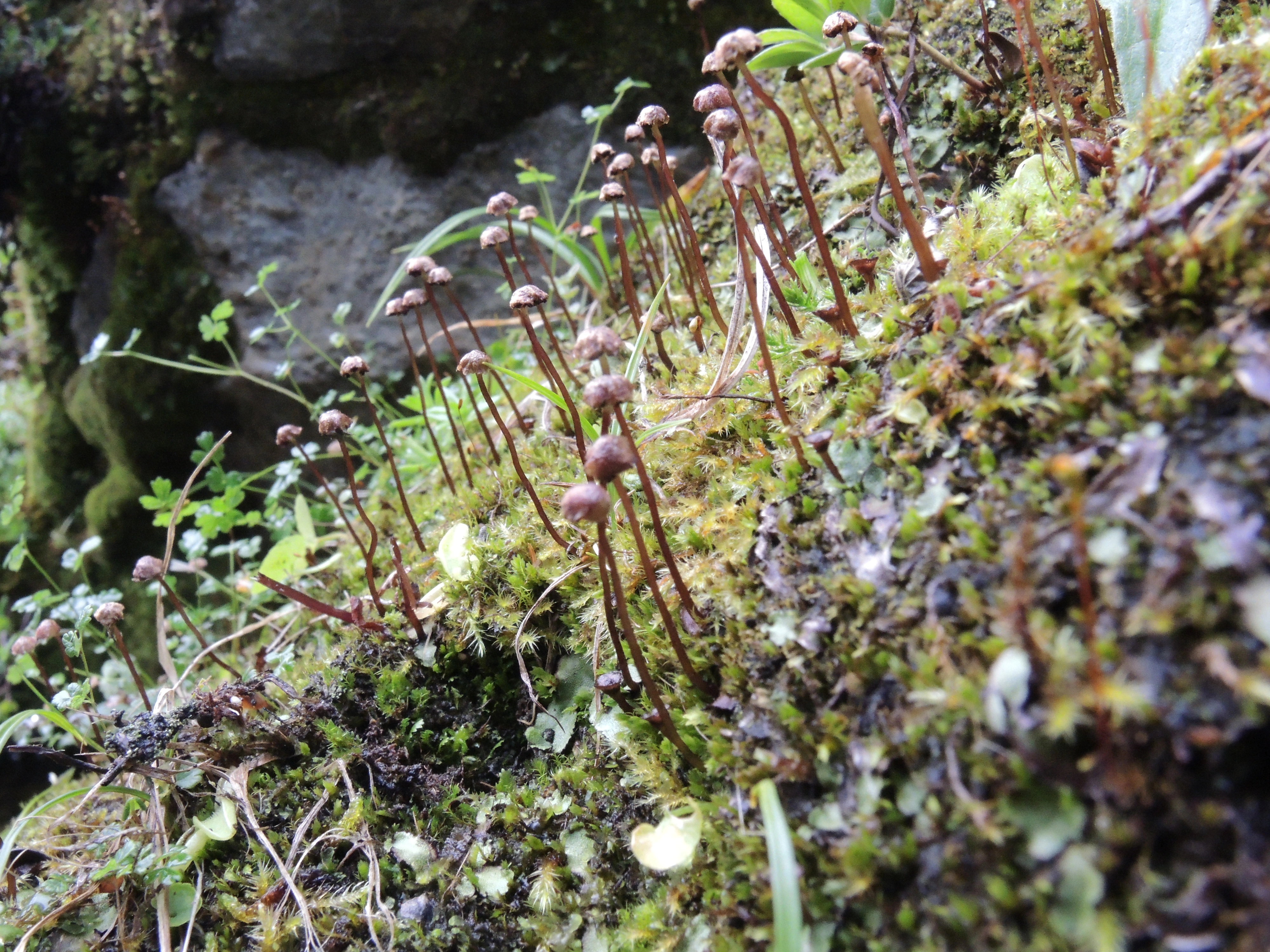 : Marchantia quadrata.