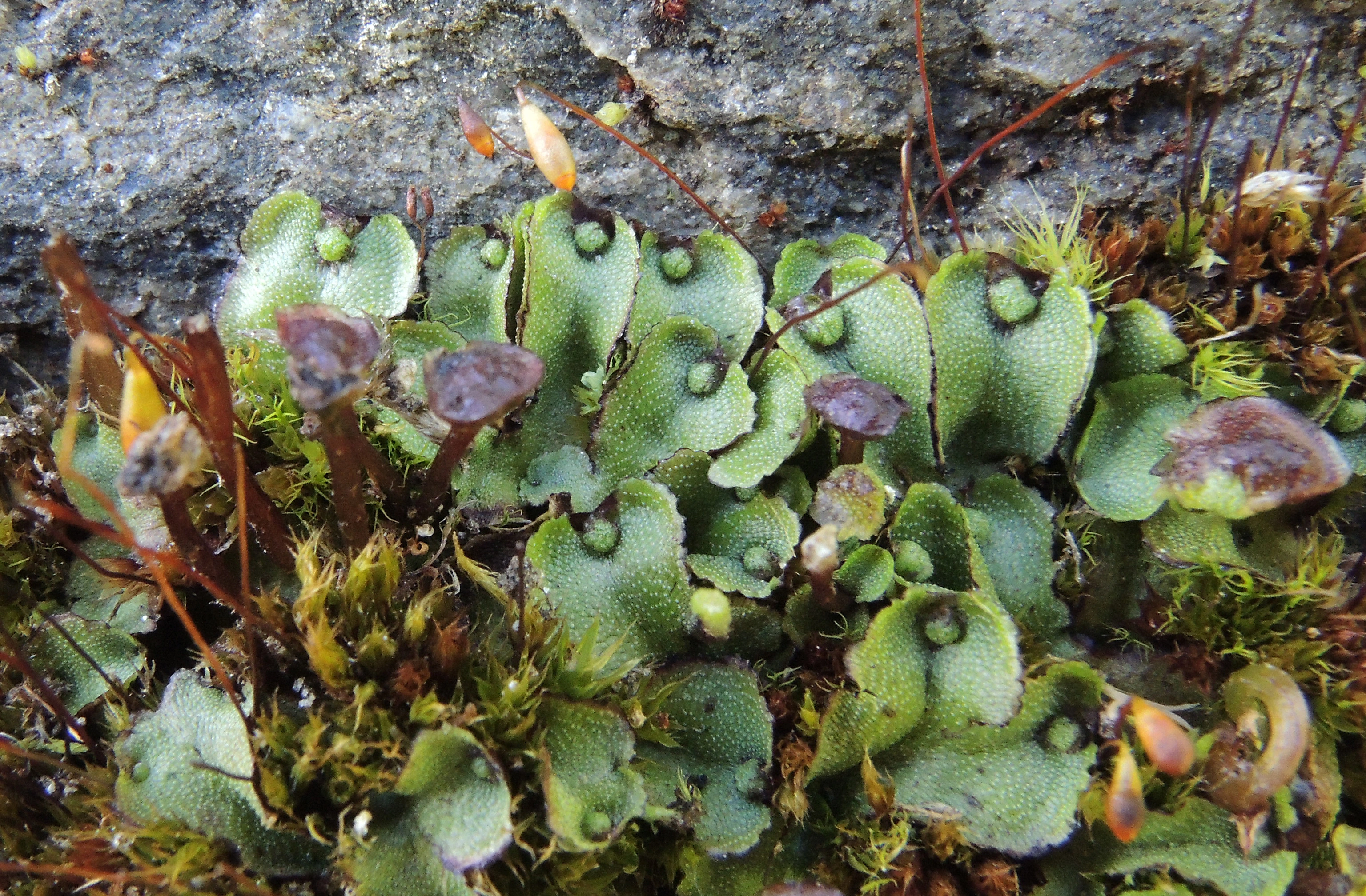 : Marchantia quadrata.