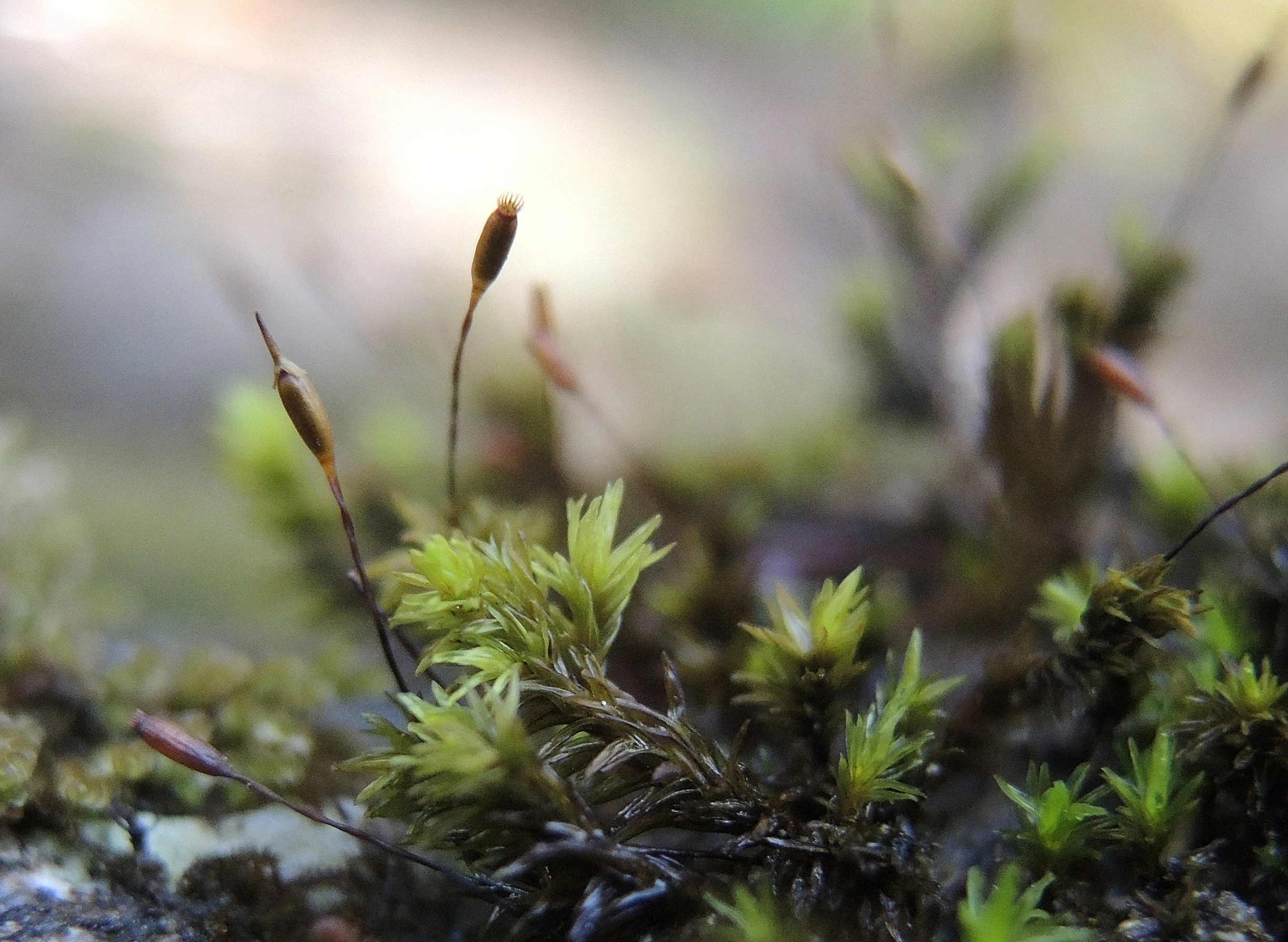 : Racomitrium aciculare.