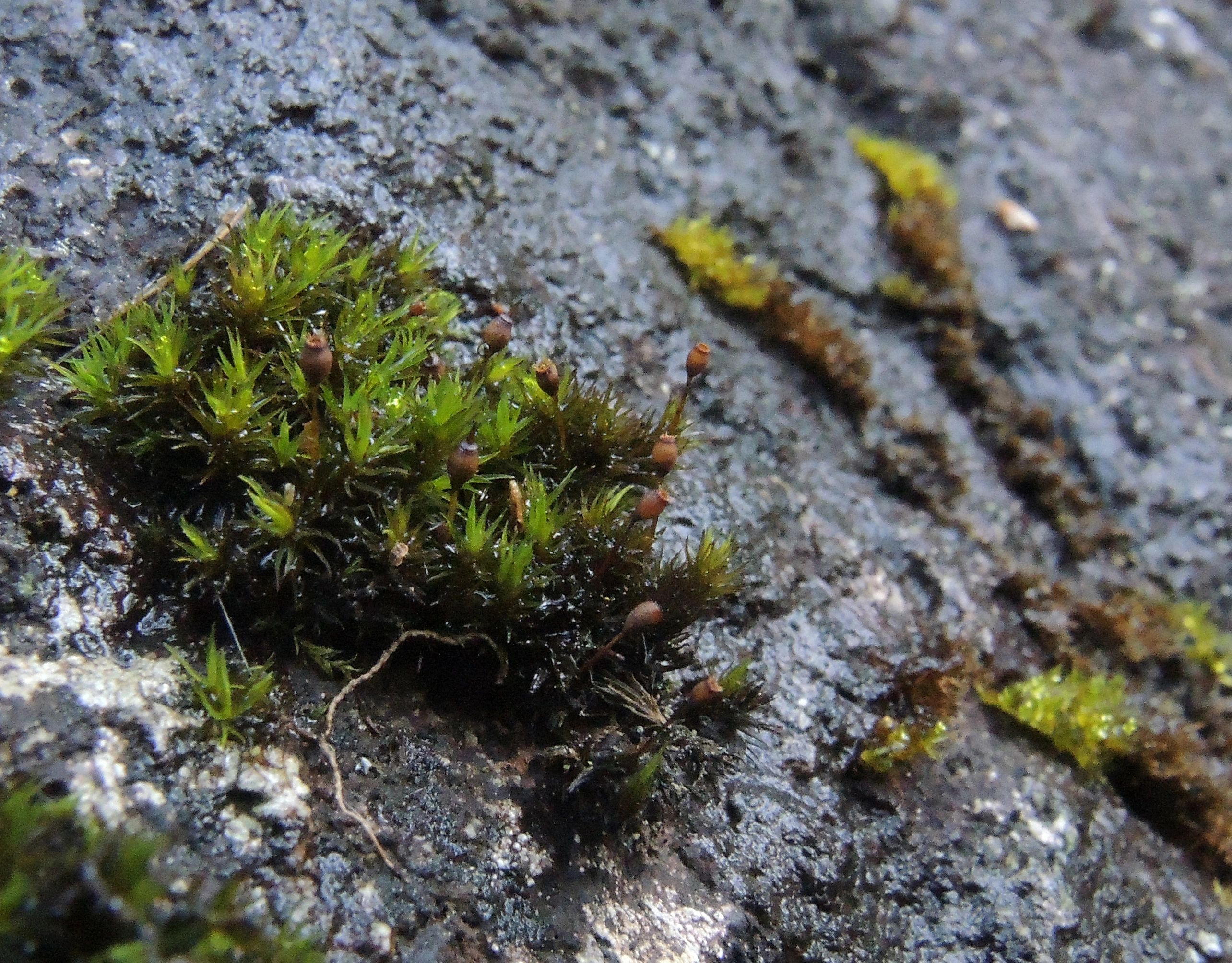 : Racomitrium ellipticum.