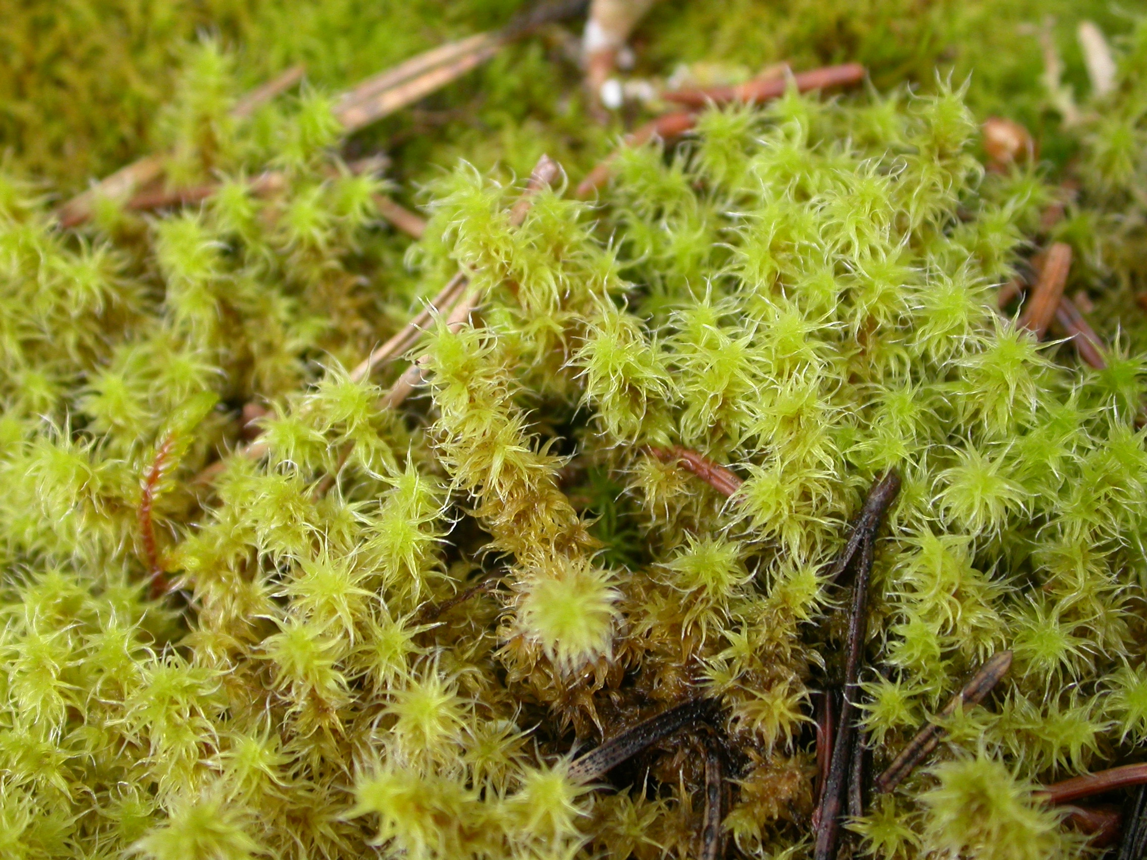 : Racomitrium elongatum.