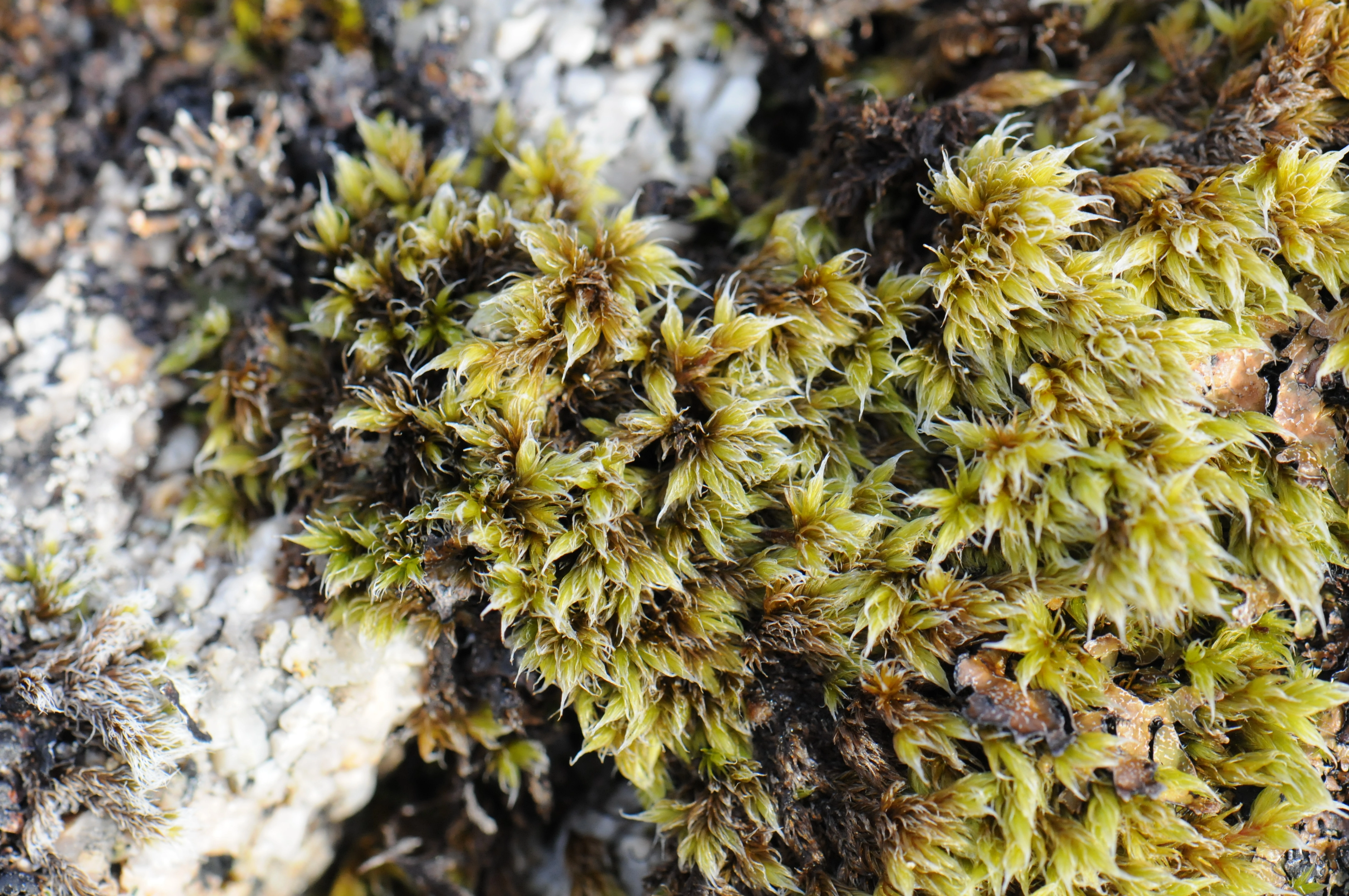 : Racomitrium lanuginosum.