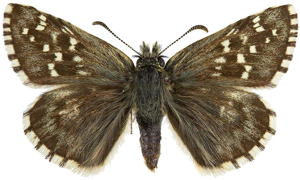 : Pyrgus andromedae.