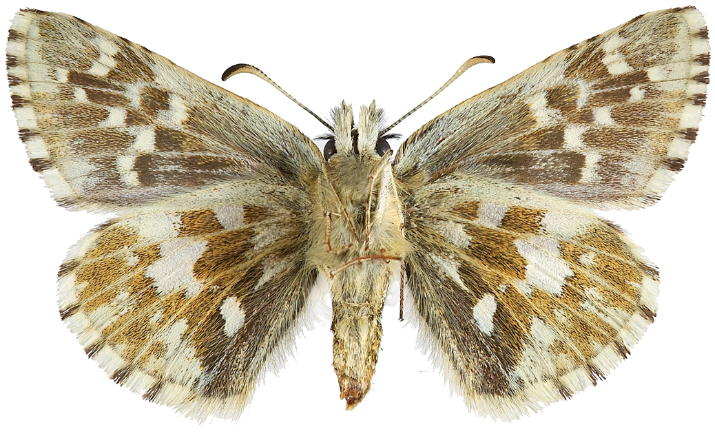 : Pyrgus andromedae.