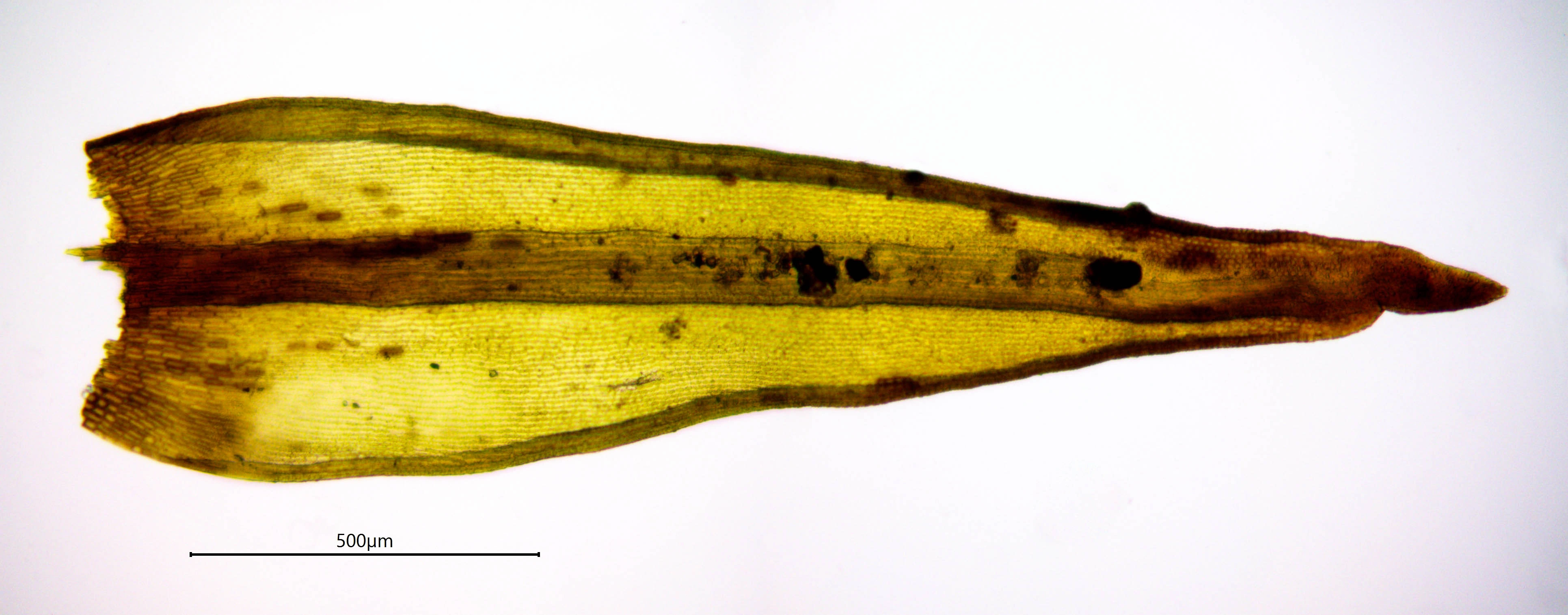 : Racomitrium obtusum.