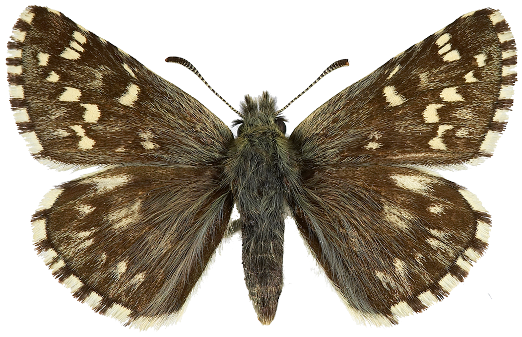 : Pyrgus centaureae.