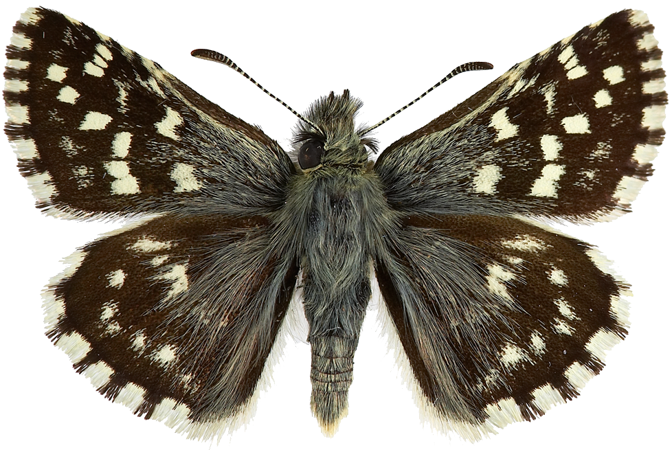 : Pyrgus malvae.