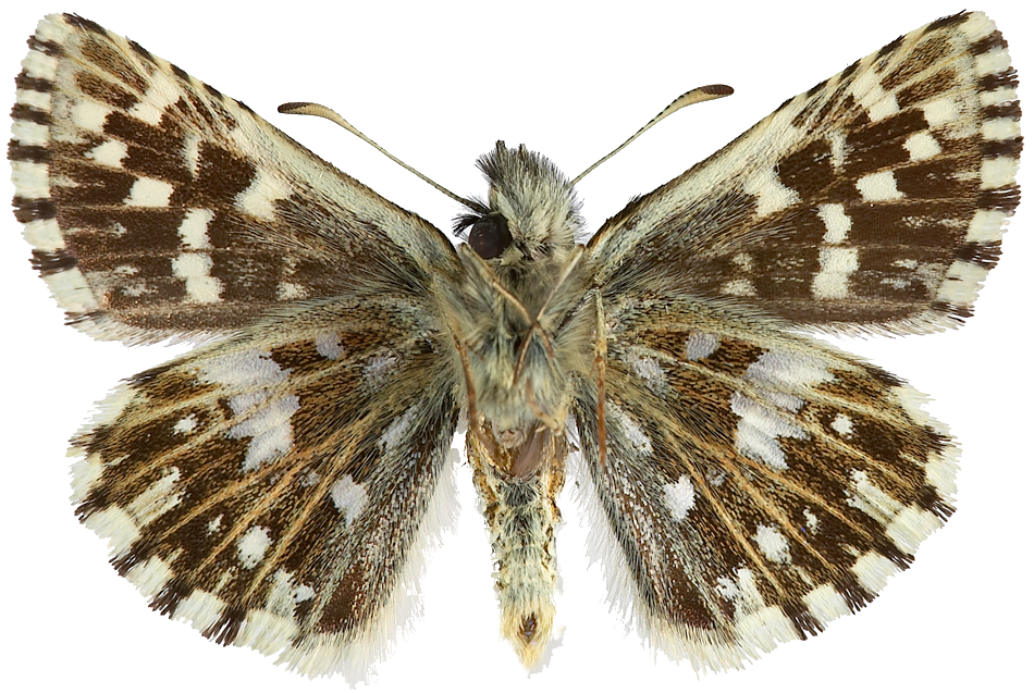 : Pyrgus malvae.