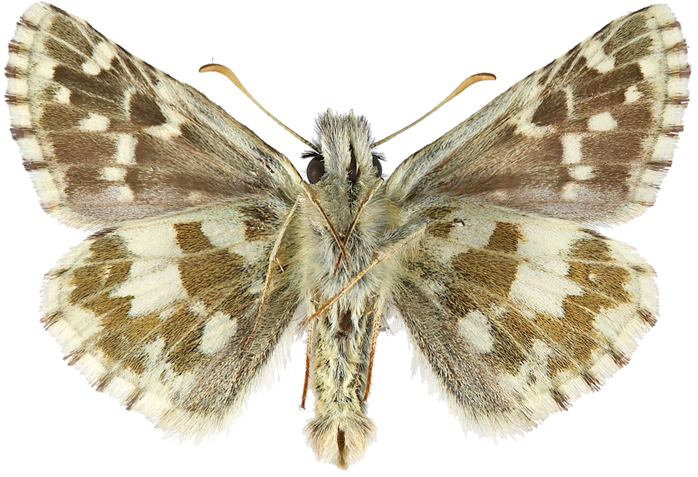 : Pyrgus alveus.