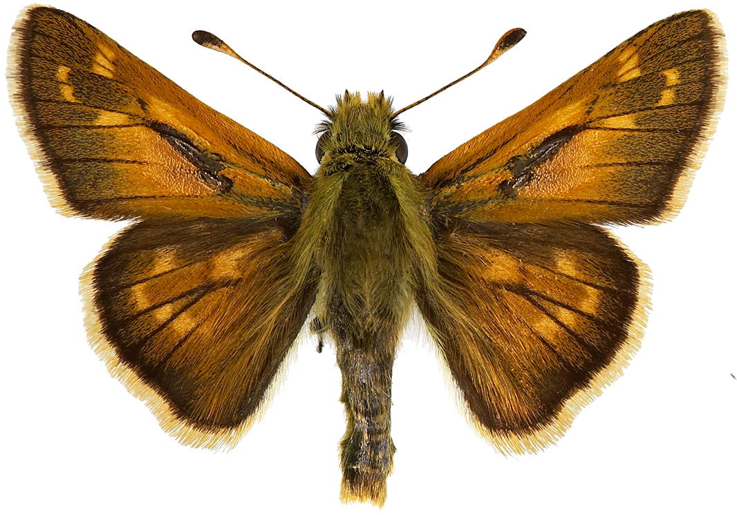 : Hesperia comma.