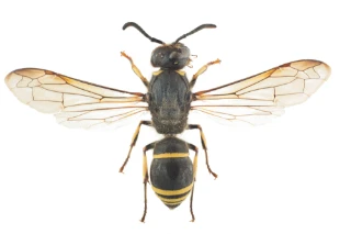 antilopemurerveps