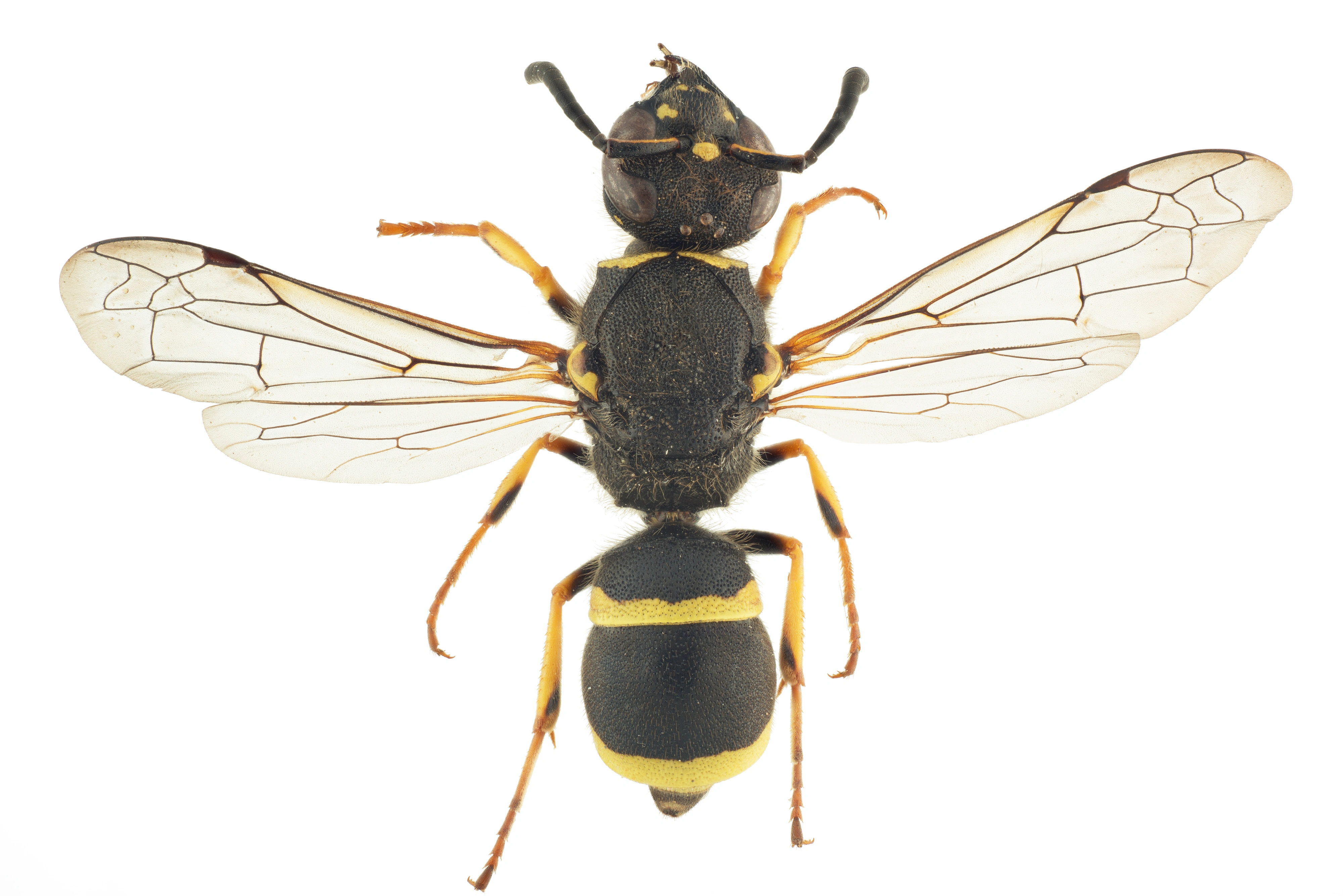 : Ancistrocerus quadratus.