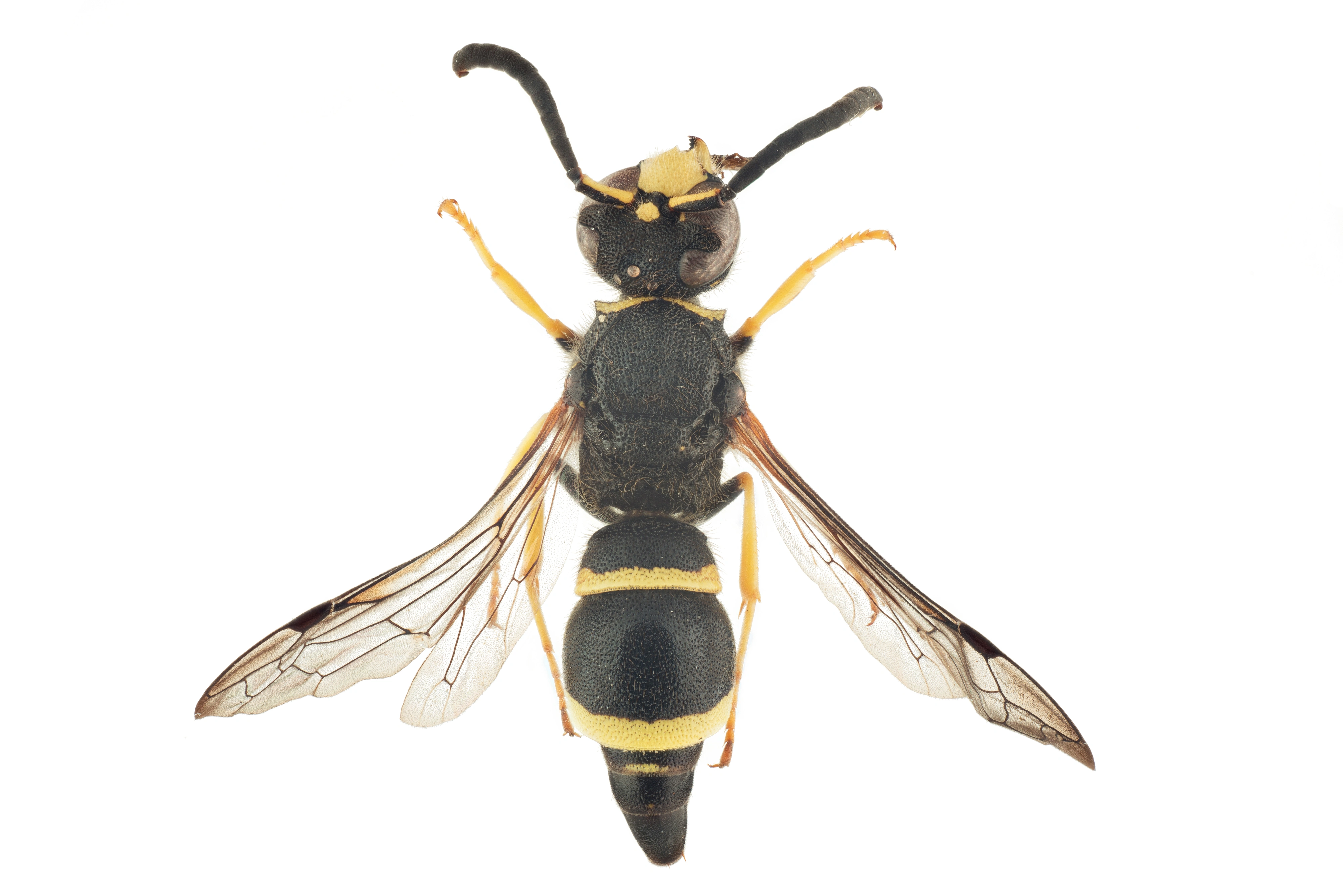 : Ancistrocerus quadratus.