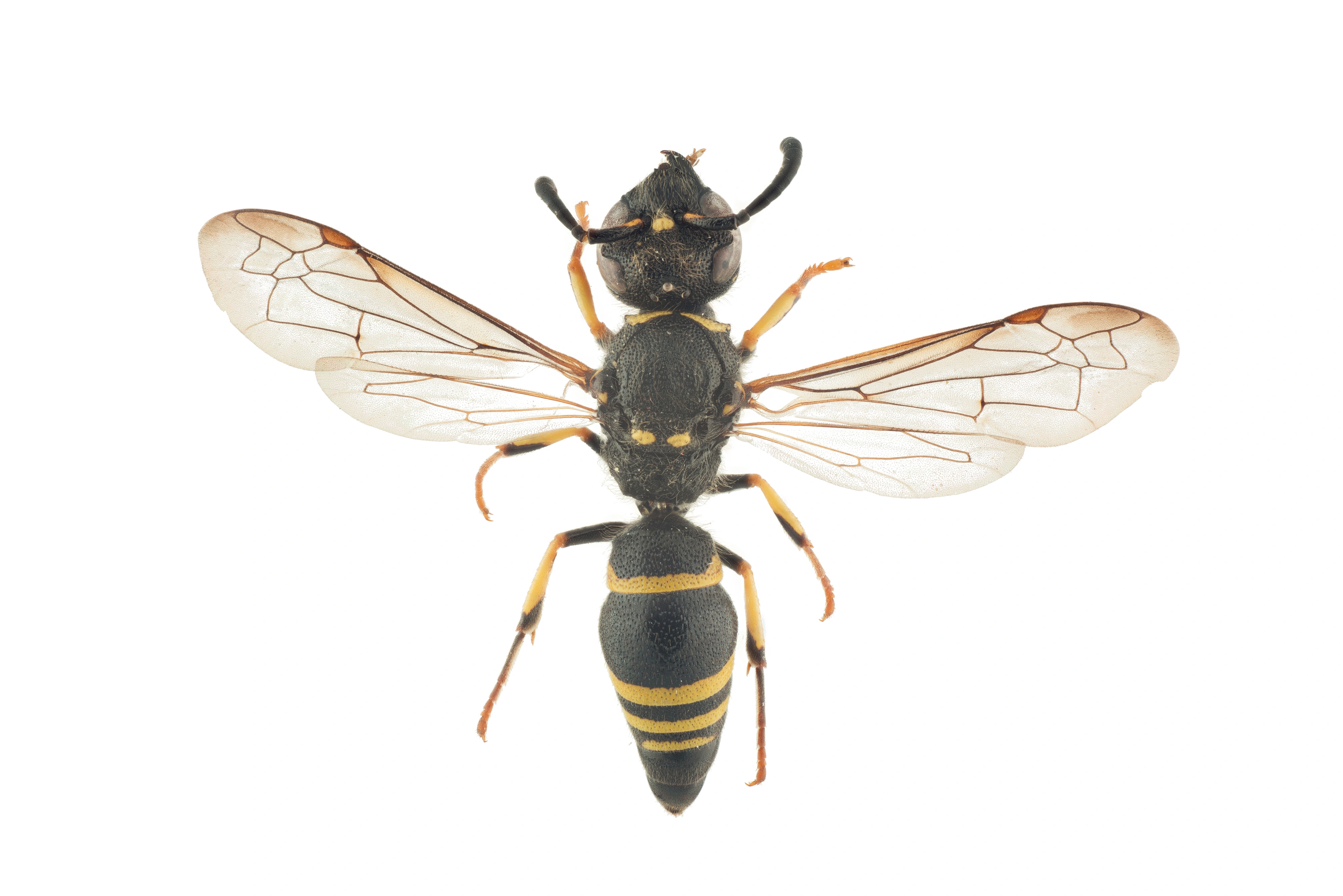 : Ancistrocerus gazella.