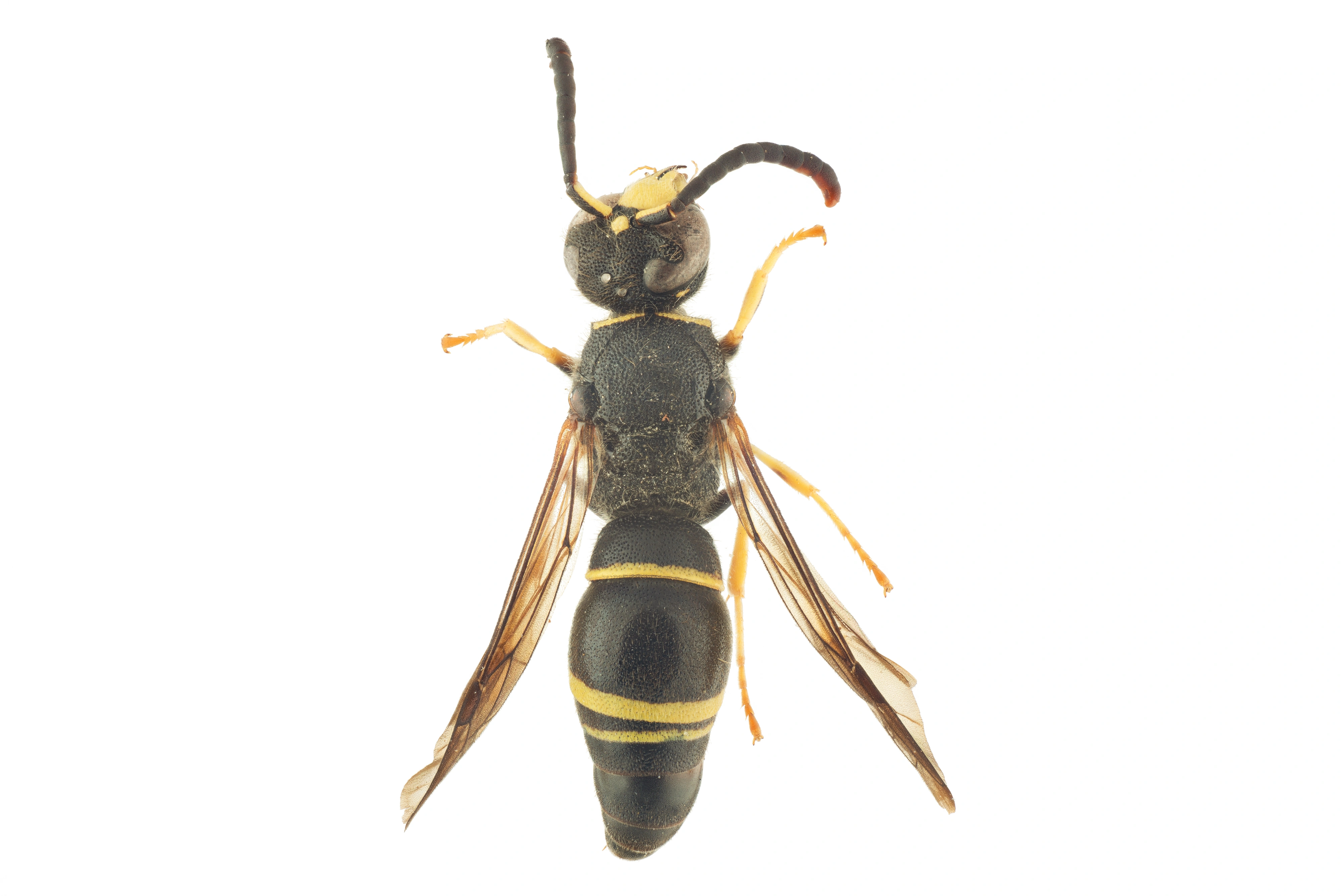 : Ancistrocerus ichneumonideus.