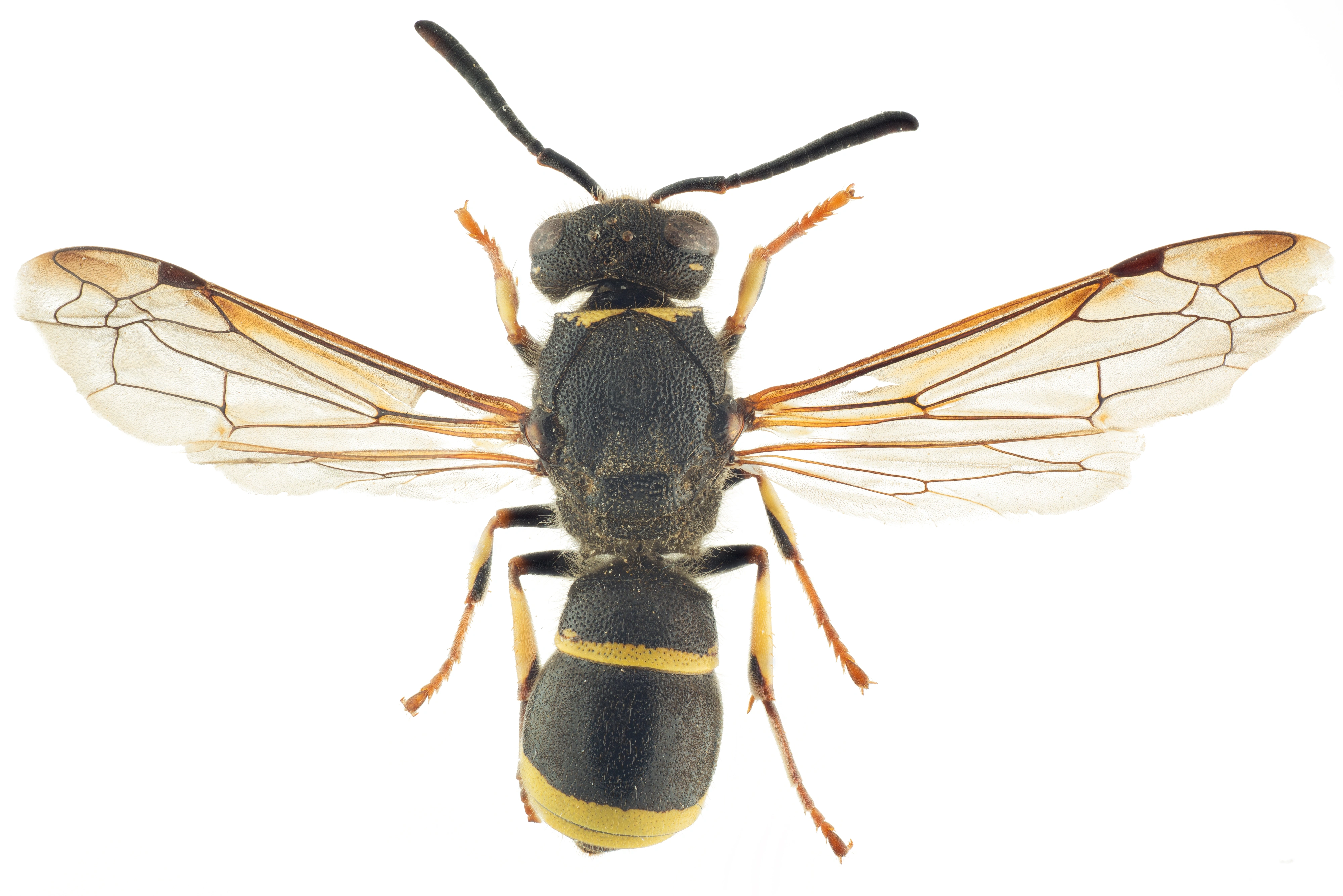 : Ancistrocerus nigricornis.