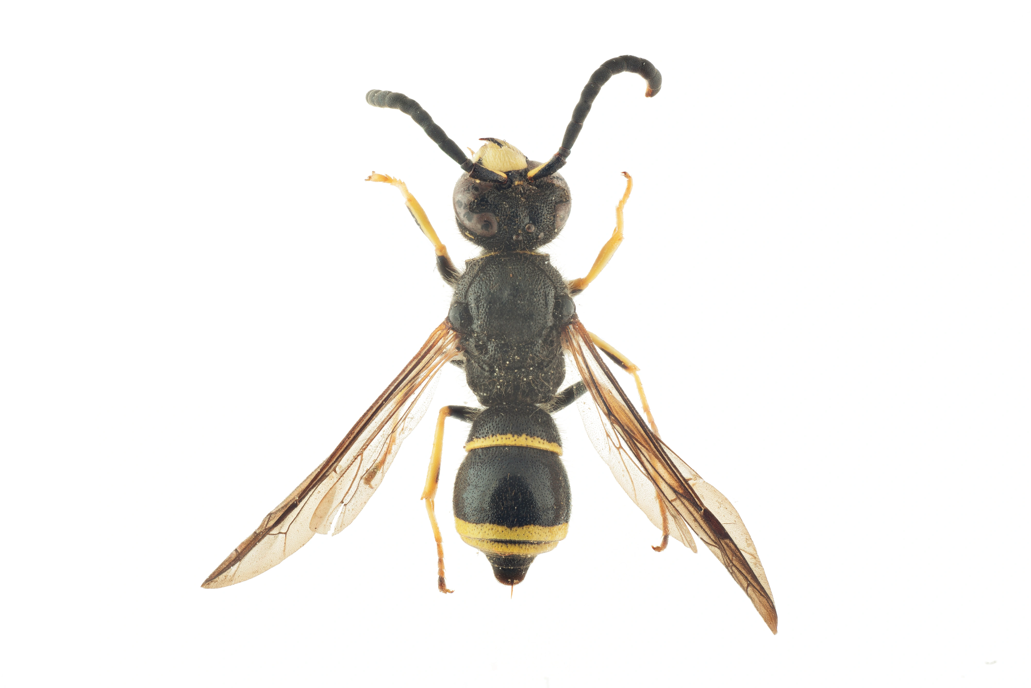 : Ancistrocerus parietinus.