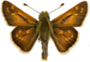 : Hesperia comma.