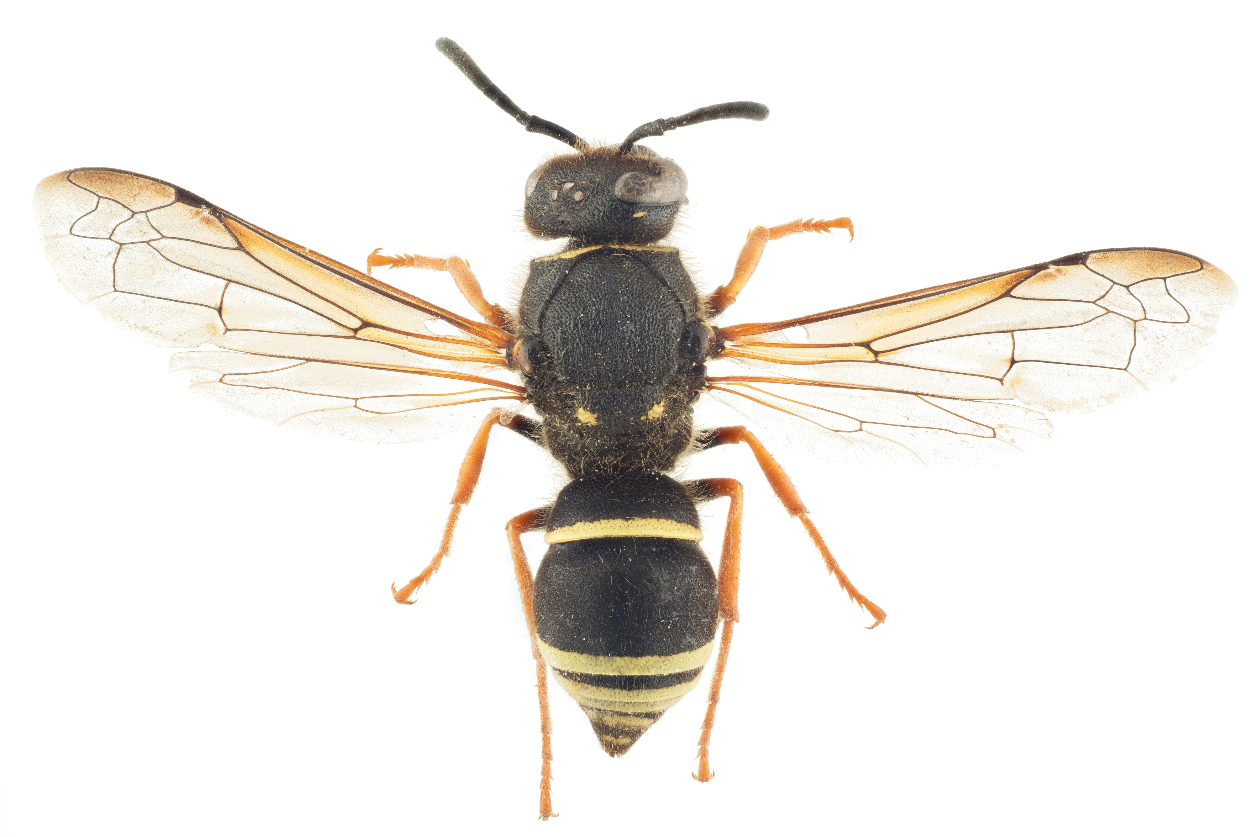 : Ancistrocerus oviventris.