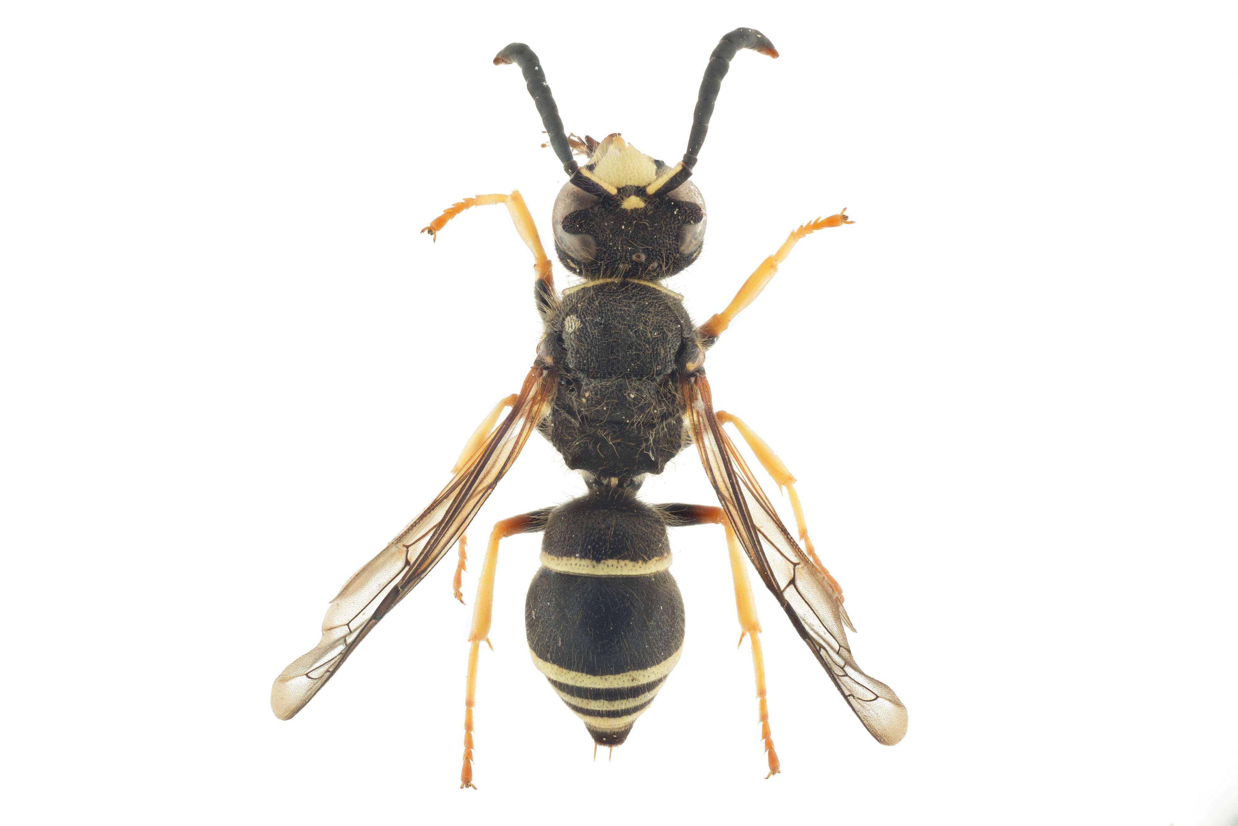 : Ancistrocerus oviventris.