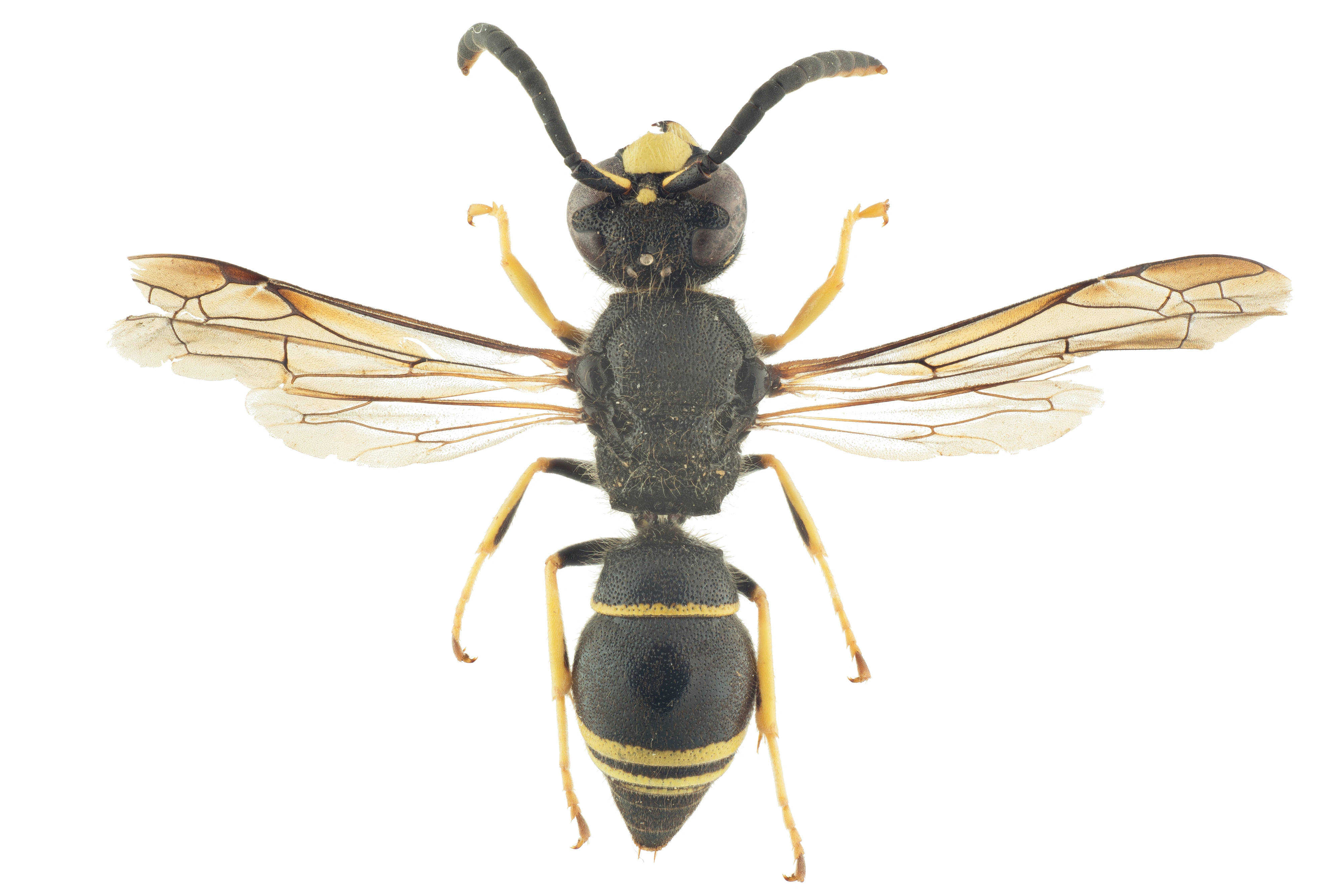 : Ancistrocerus parietinus.