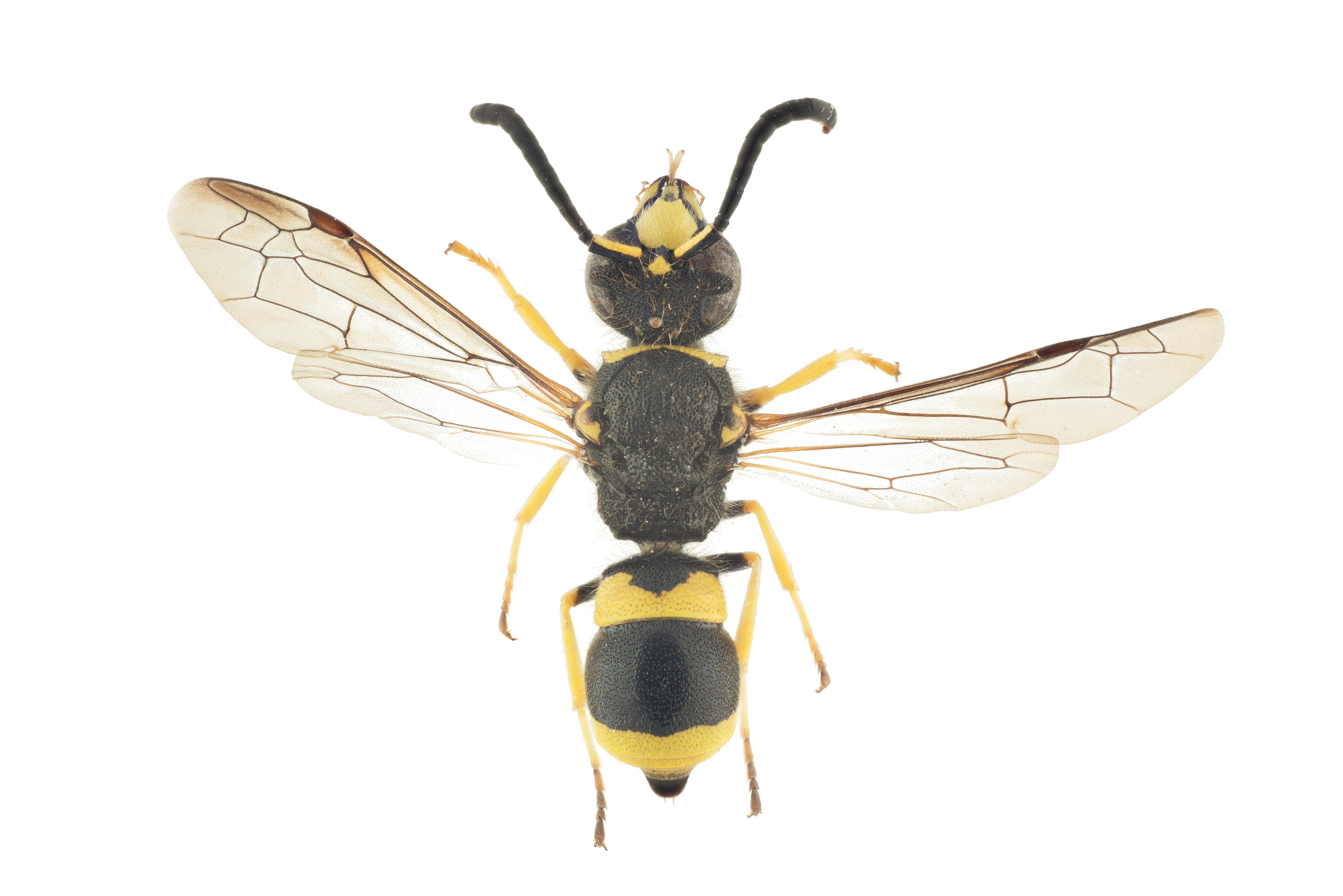 : Ancistrocerus parietum.