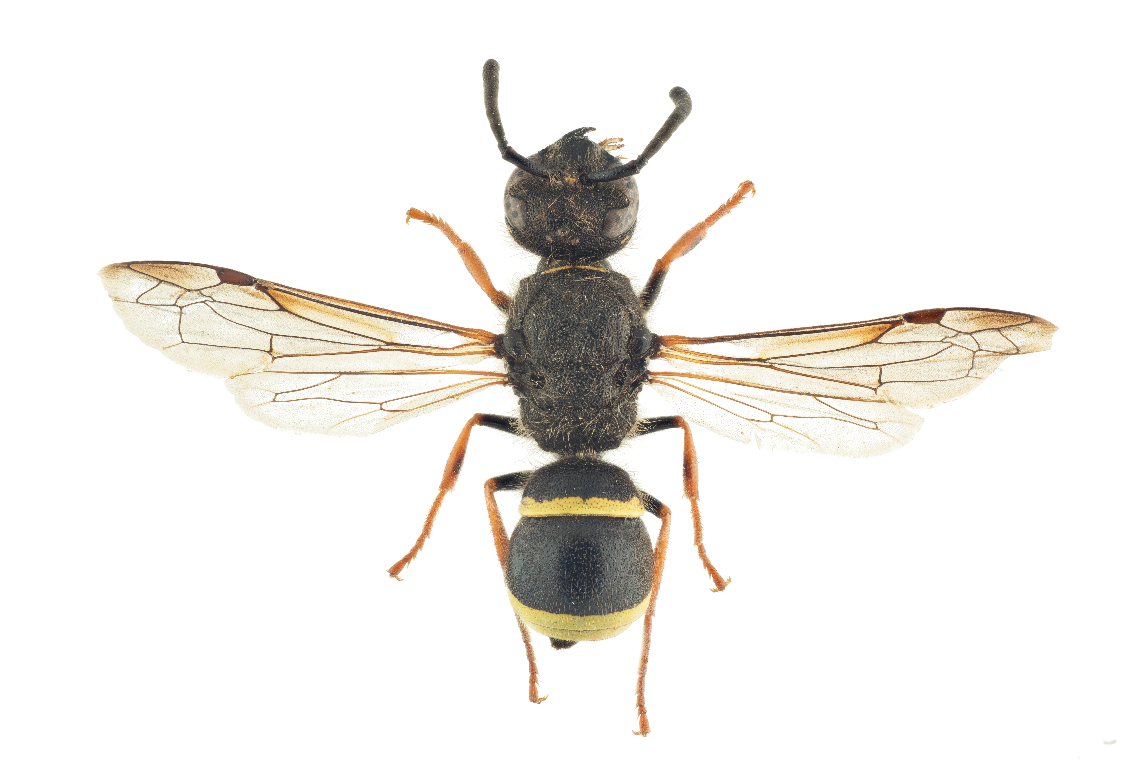 : Ancistrocerus scoticus.