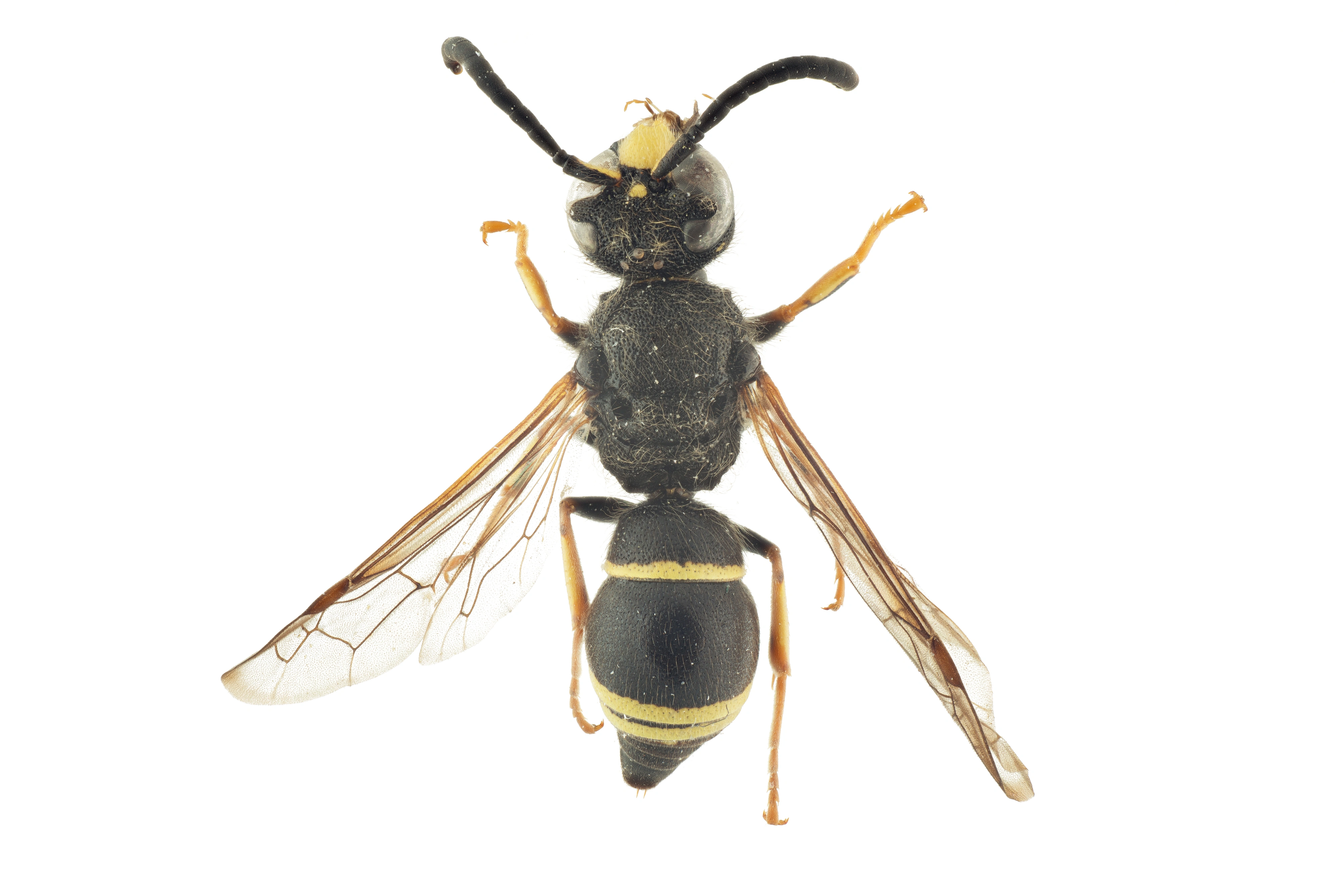 : Ancistrocerus scoticus.