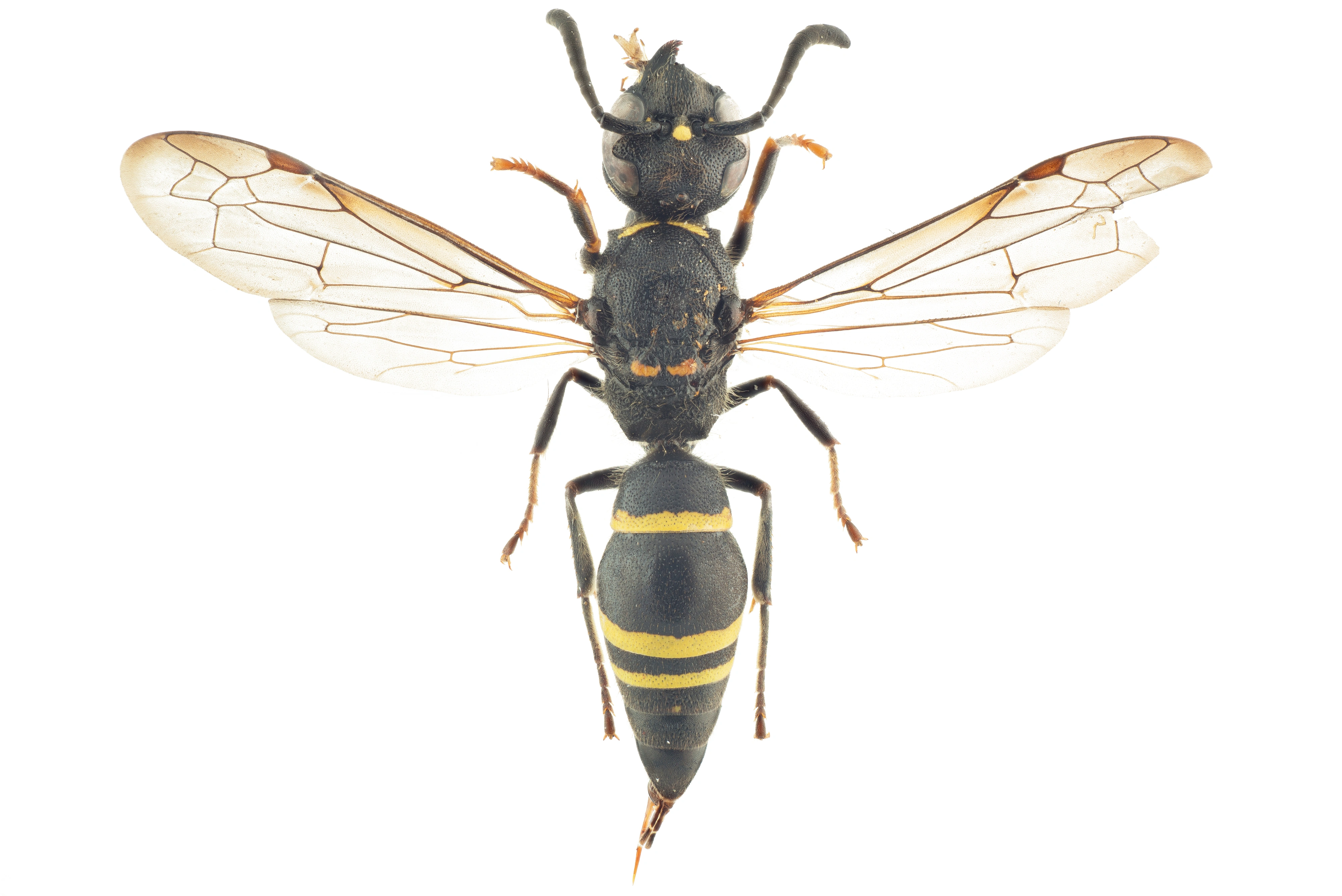 : Ancistrocerus trifasciatus.